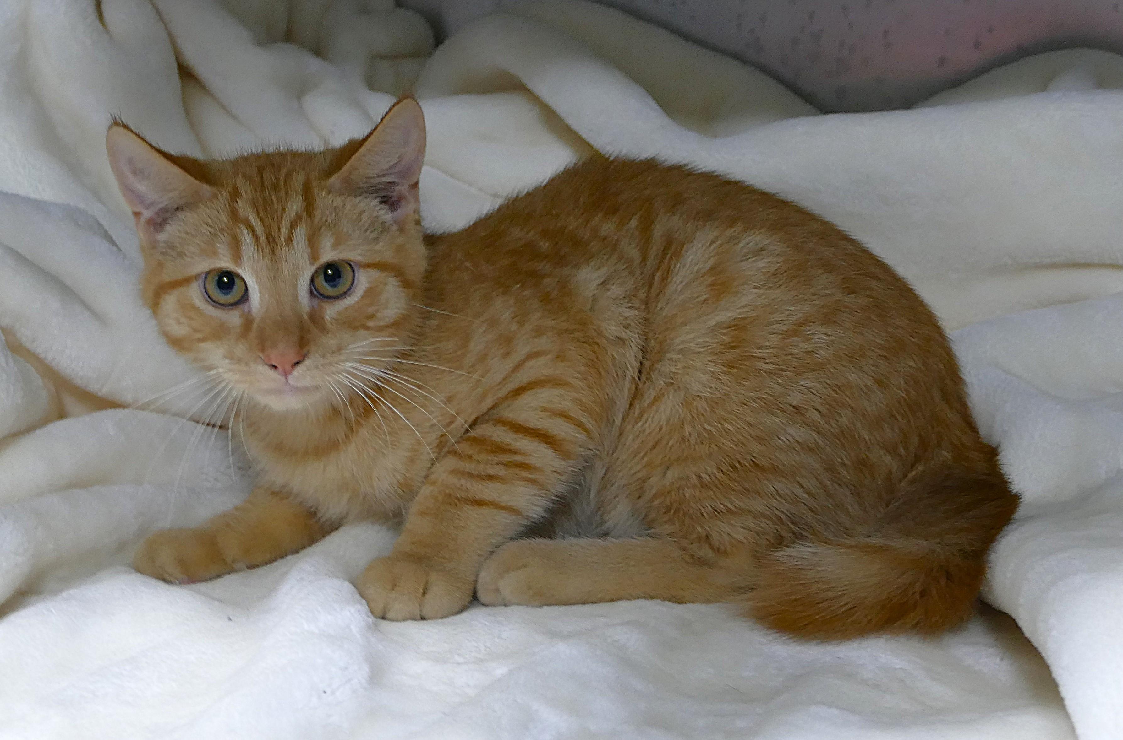 OPIE, a ADOPTABLE mixed breed in Beechbottom, WV image 3/3