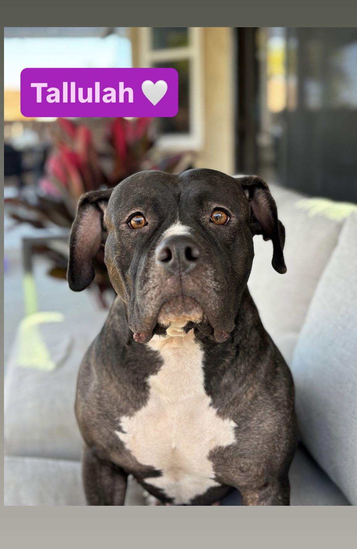 Tallulah, Adoptable, Adult Female American Staffordshire Terrier.