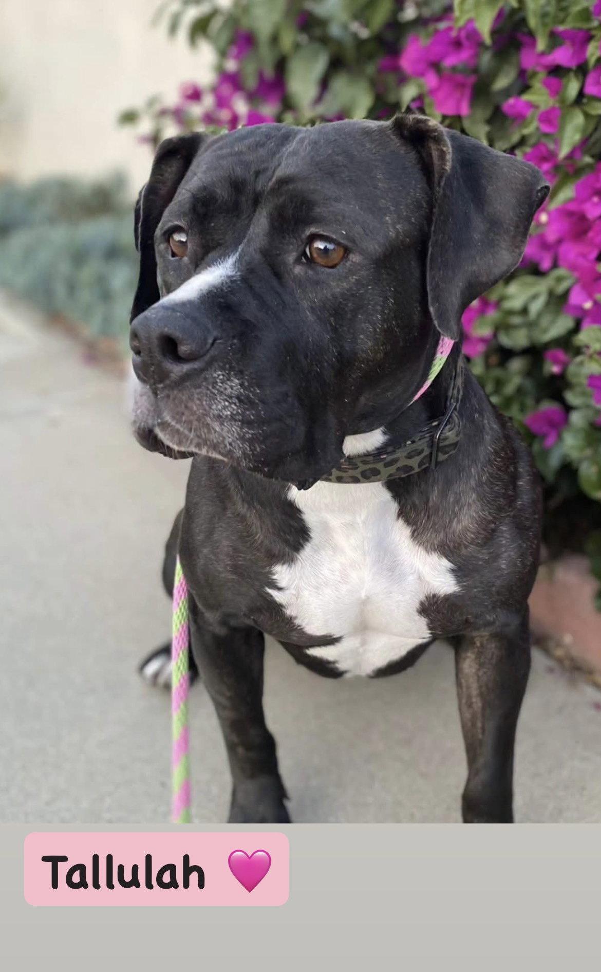 Enlarge Tallulah, a Adoptable American Staffordshire Terrier in San Diego, CA image 2/3