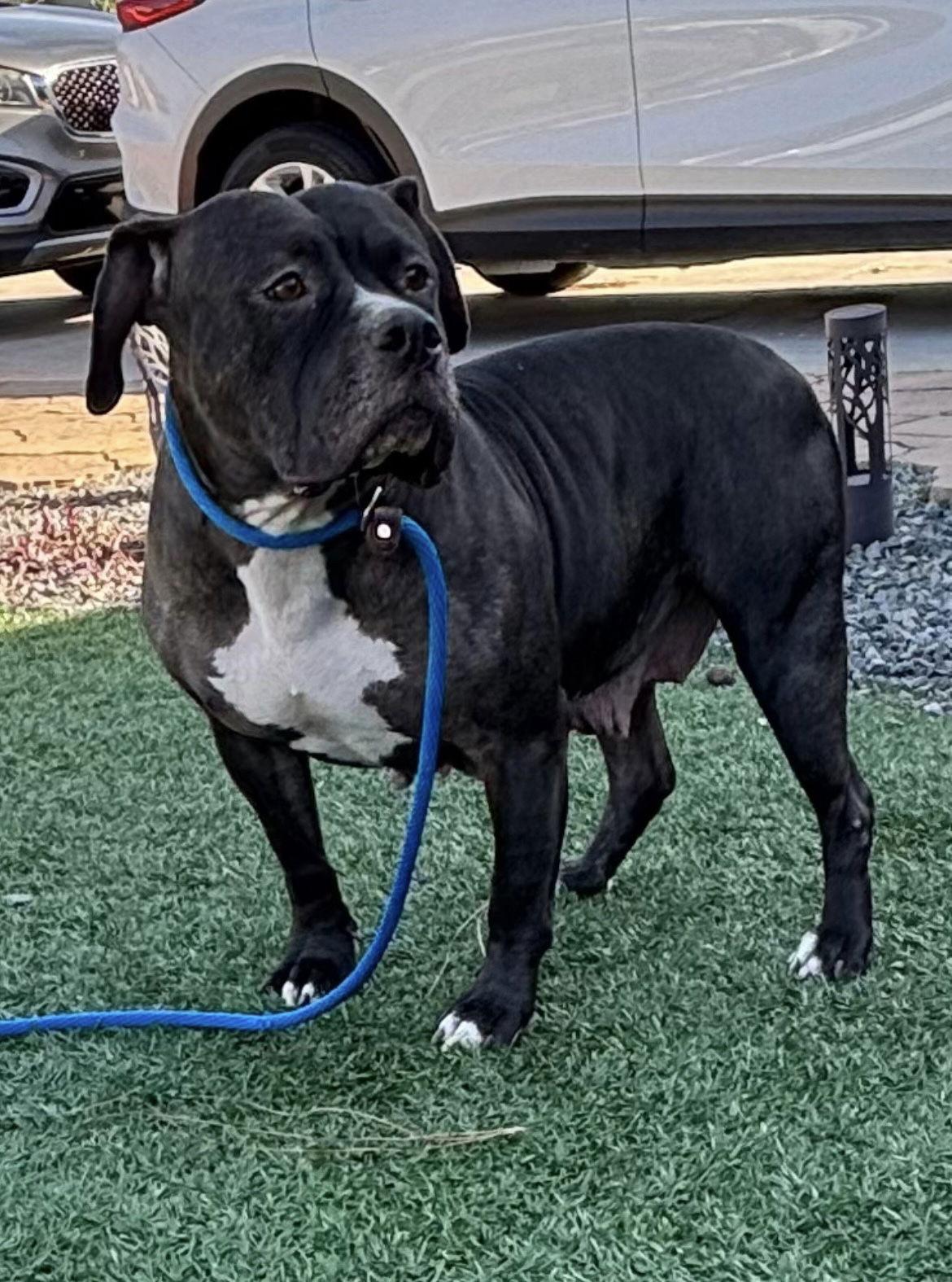 Enlarge Tallulah, a Adoptable American Staffordshire Terrier in San Diego, CA image 2/3
