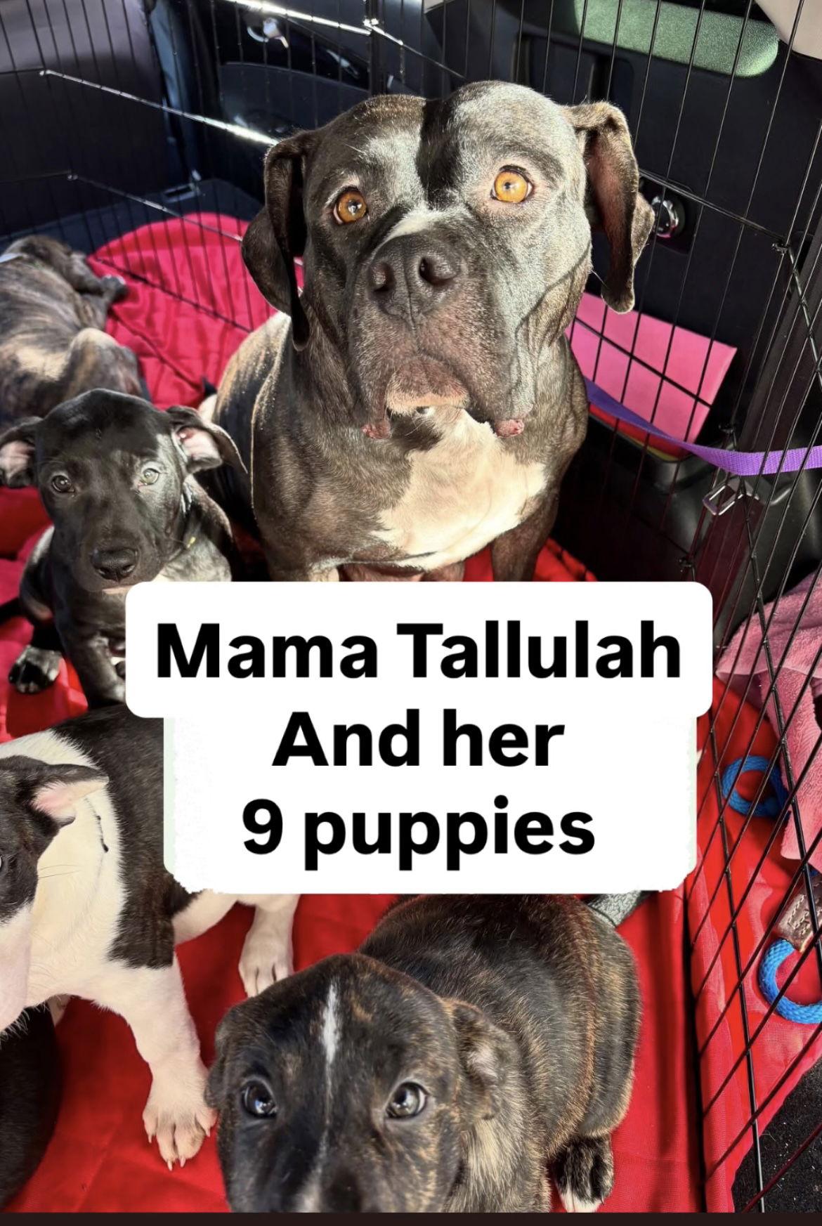 Enlarge Tallulah, a Adoptable American Staffordshire Terrier in San Diego, CA image 3/3
