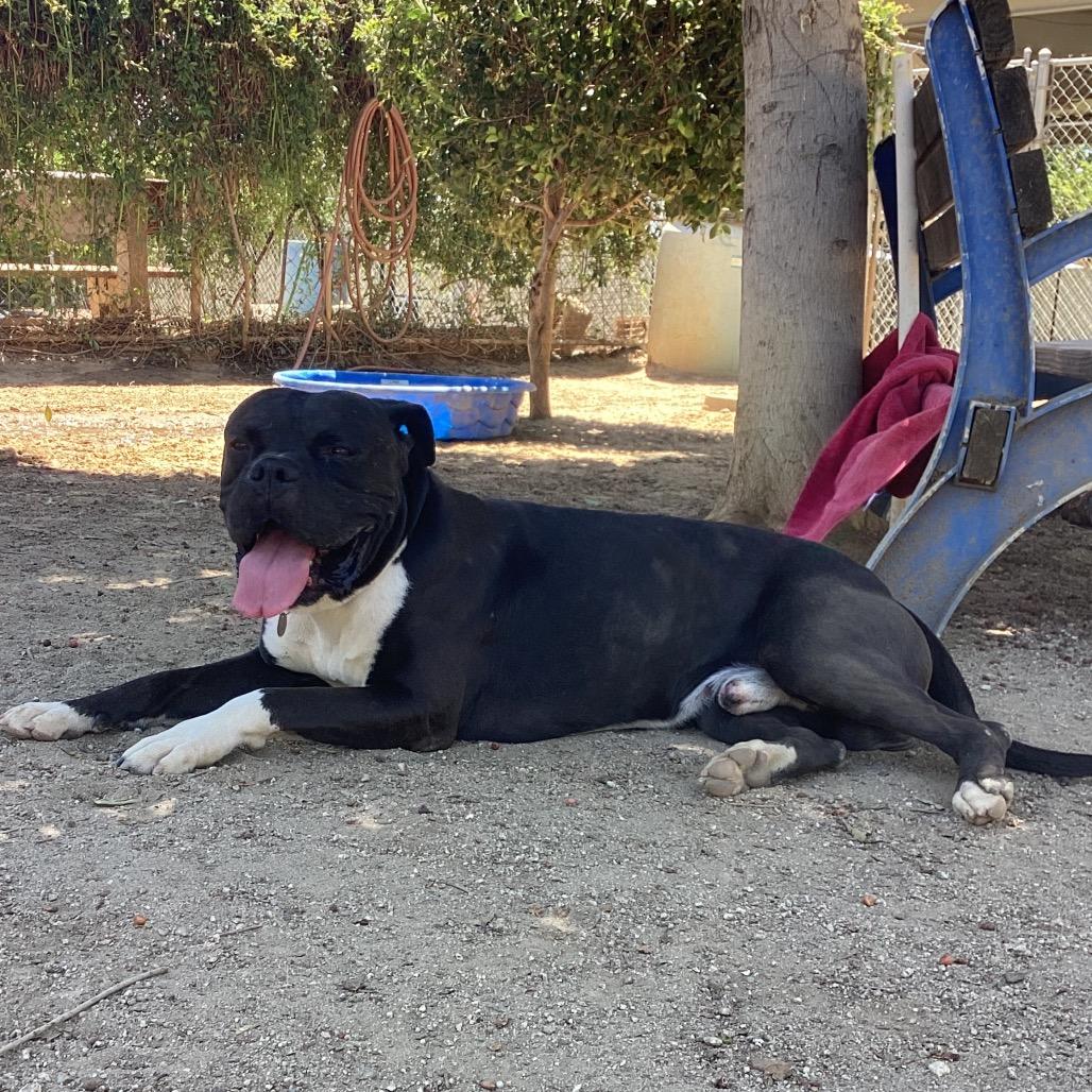 Hendrix, Adoptable, Adult Male Boxer & Mixed Breed.