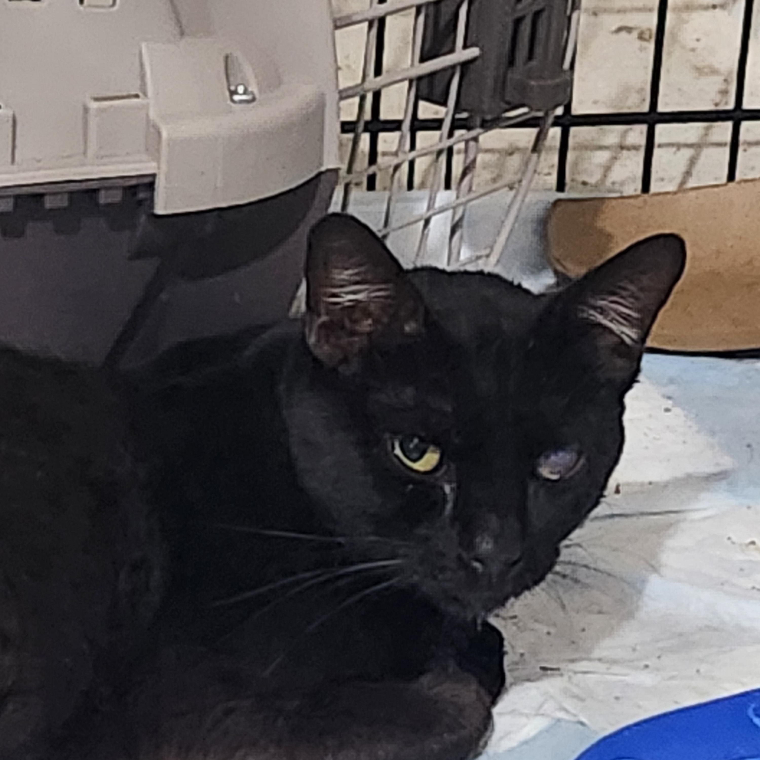 Odin, Adult Male Domestic Short Hair