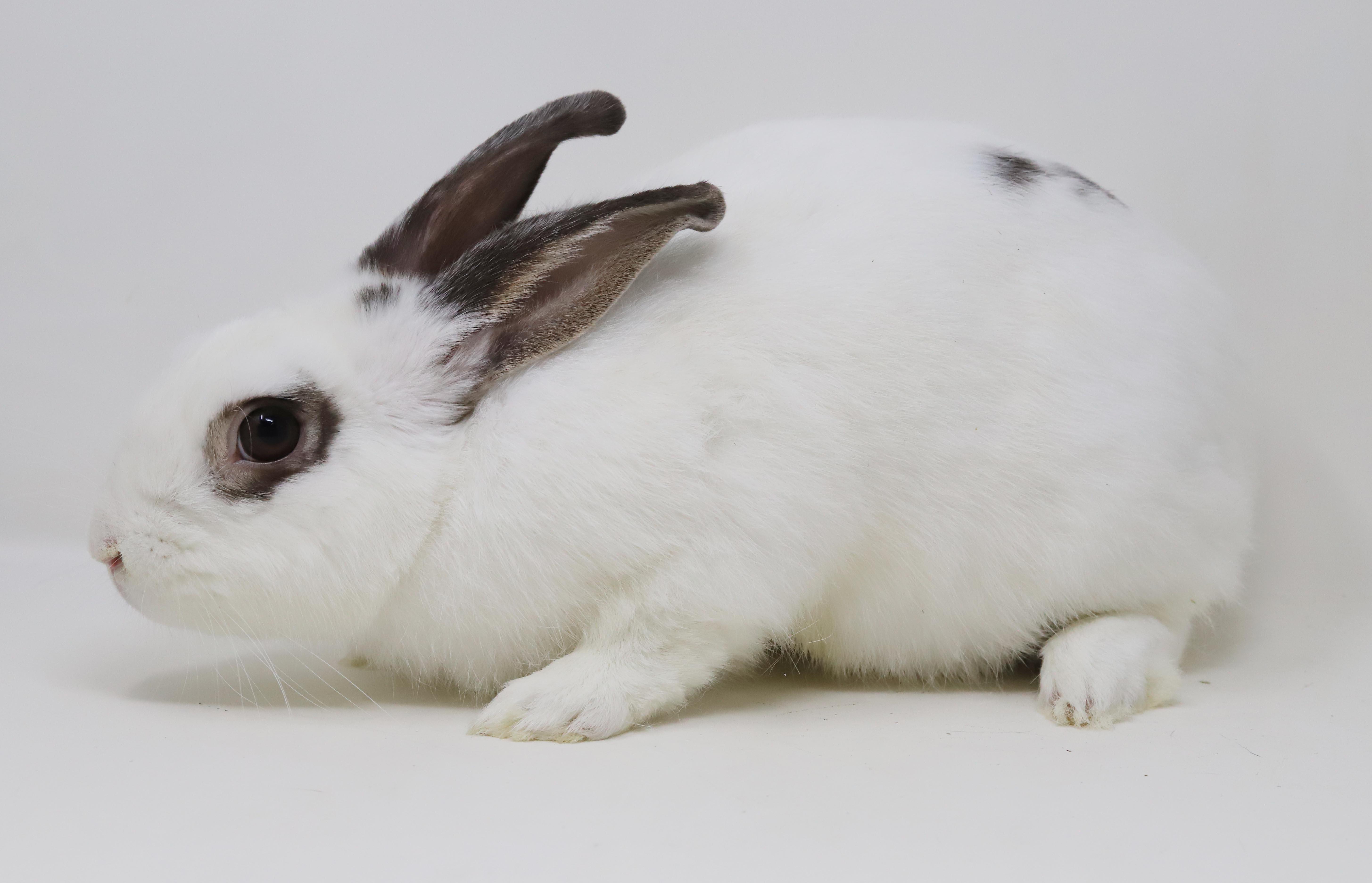 Enlarge Mocha is simply poofy magic - sweet bun, a Adoptable mixed breed in Bedford Hills, NY image 2/6