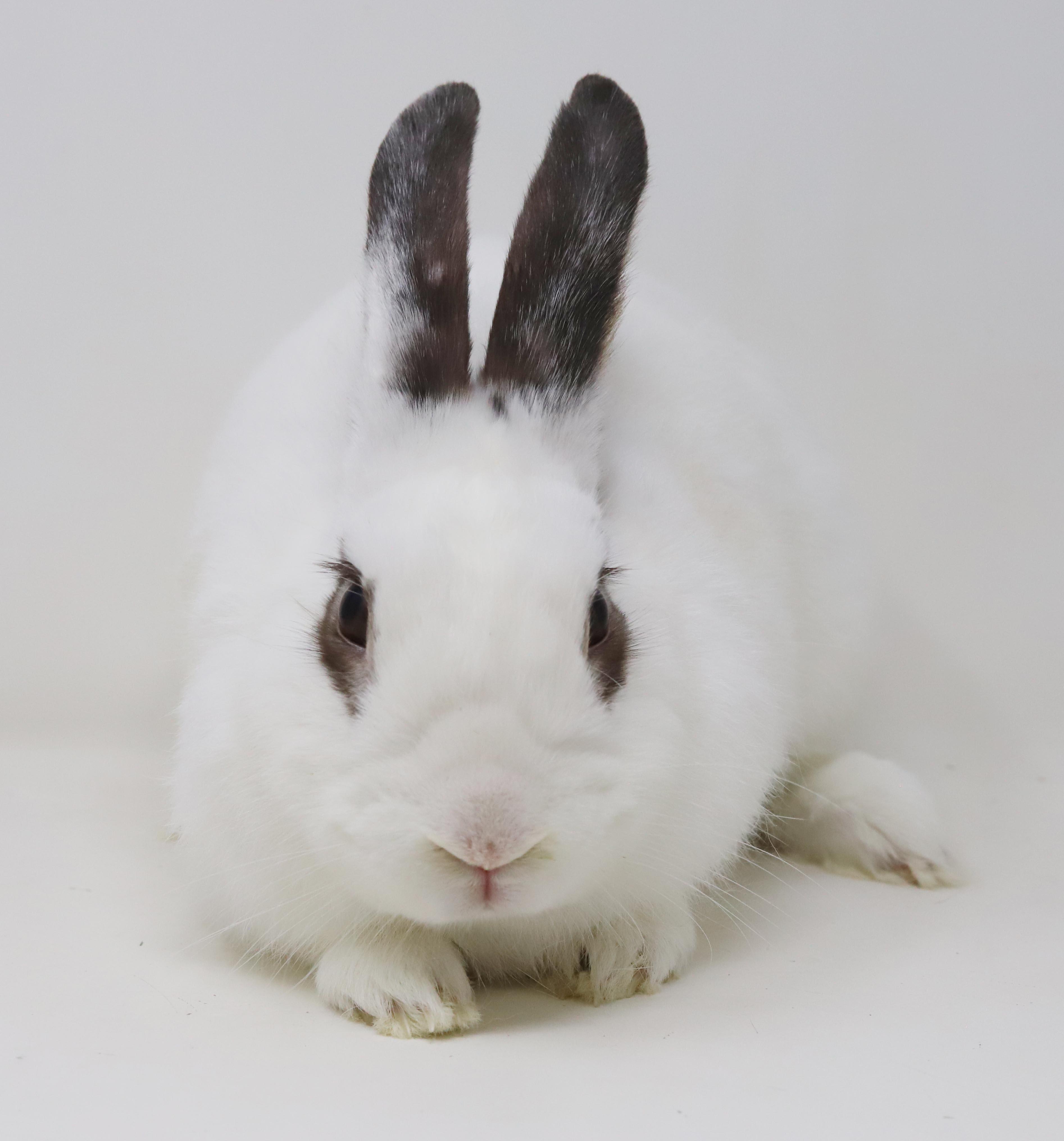 Enlarge Mocha is simply poofy magic - sweet bun, a Adoptable mixed breed in Bedford Hills, NY image 3/6