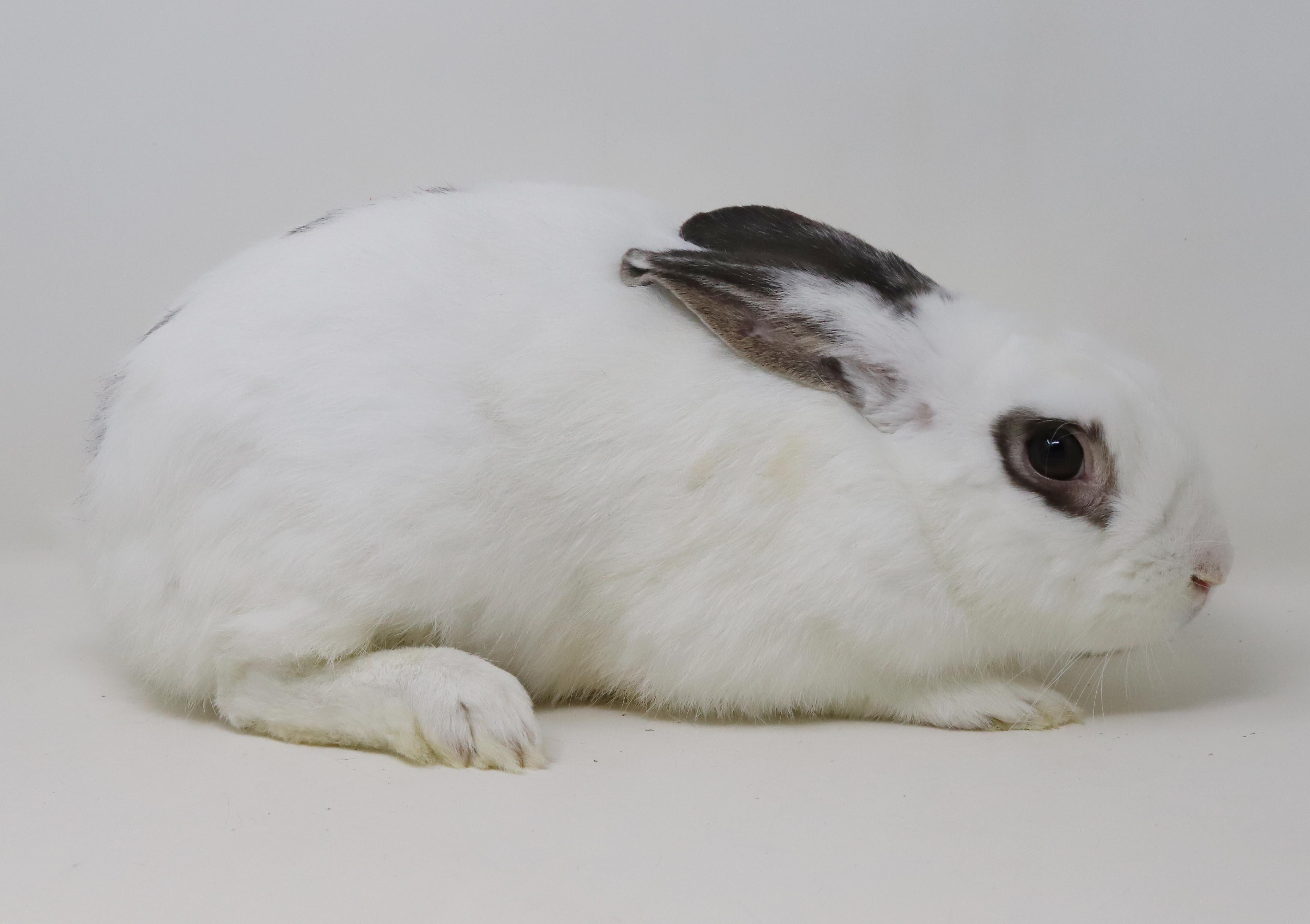 Enlarge Mocha is simply poofy magic - sweet bun, a Adoptable mixed breed in Bedford Hills, NY image 5/6