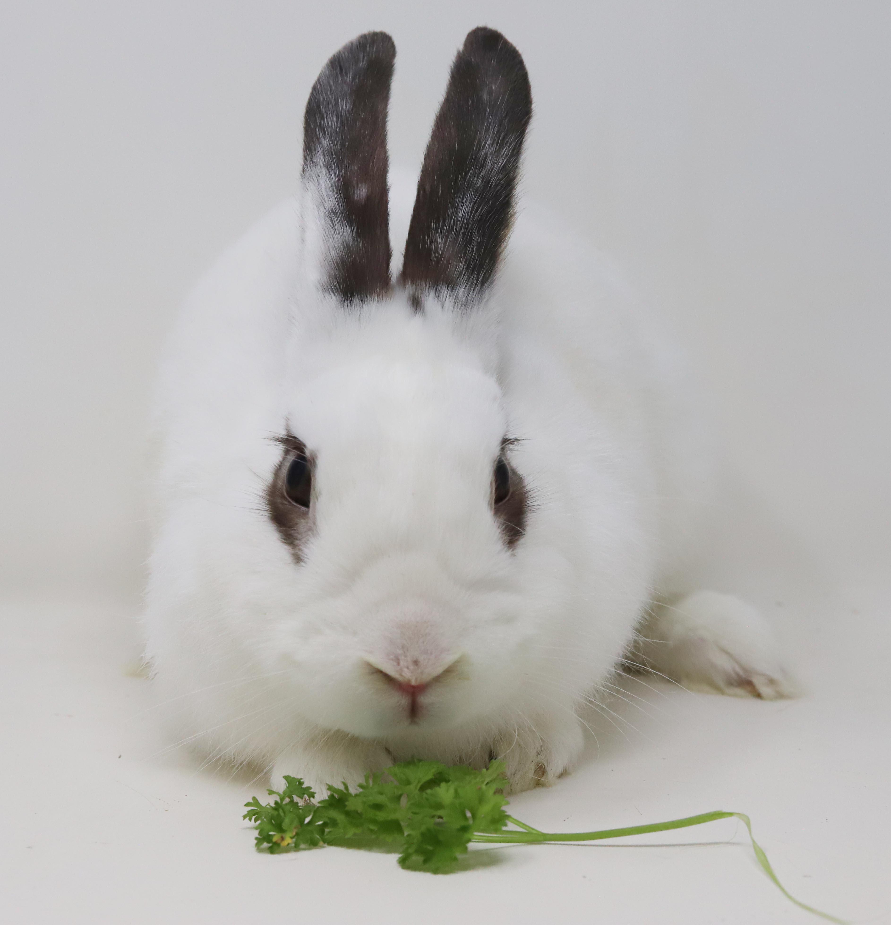 Enlarge Mocha is simply poofy magic - sweet bun, a Adoptable mixed breed in Bedford Hills, NY image 6/6