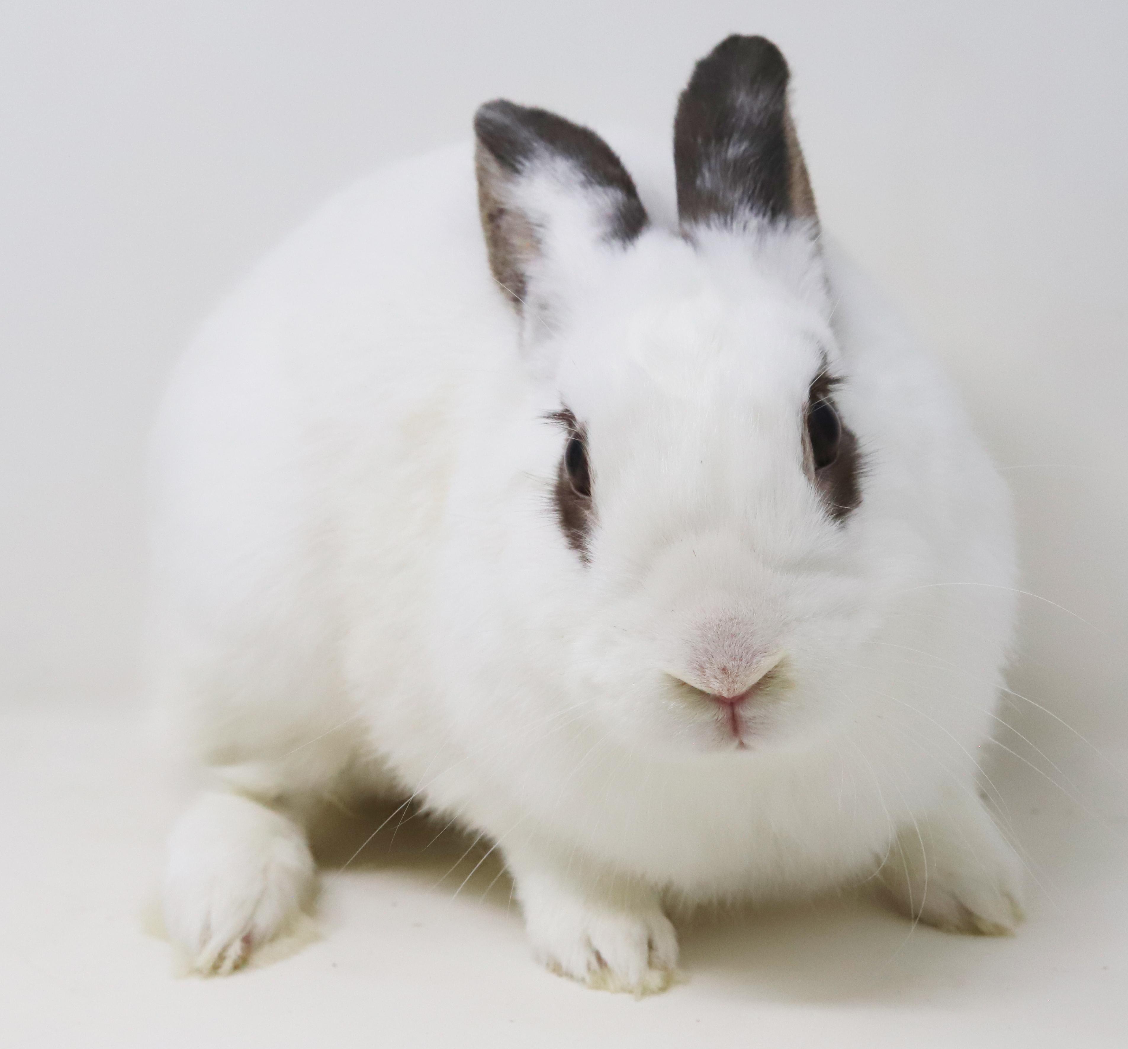 Mocha is simply poofy magic - sweet bun, ADOPTABLE, Young Male English Spot.