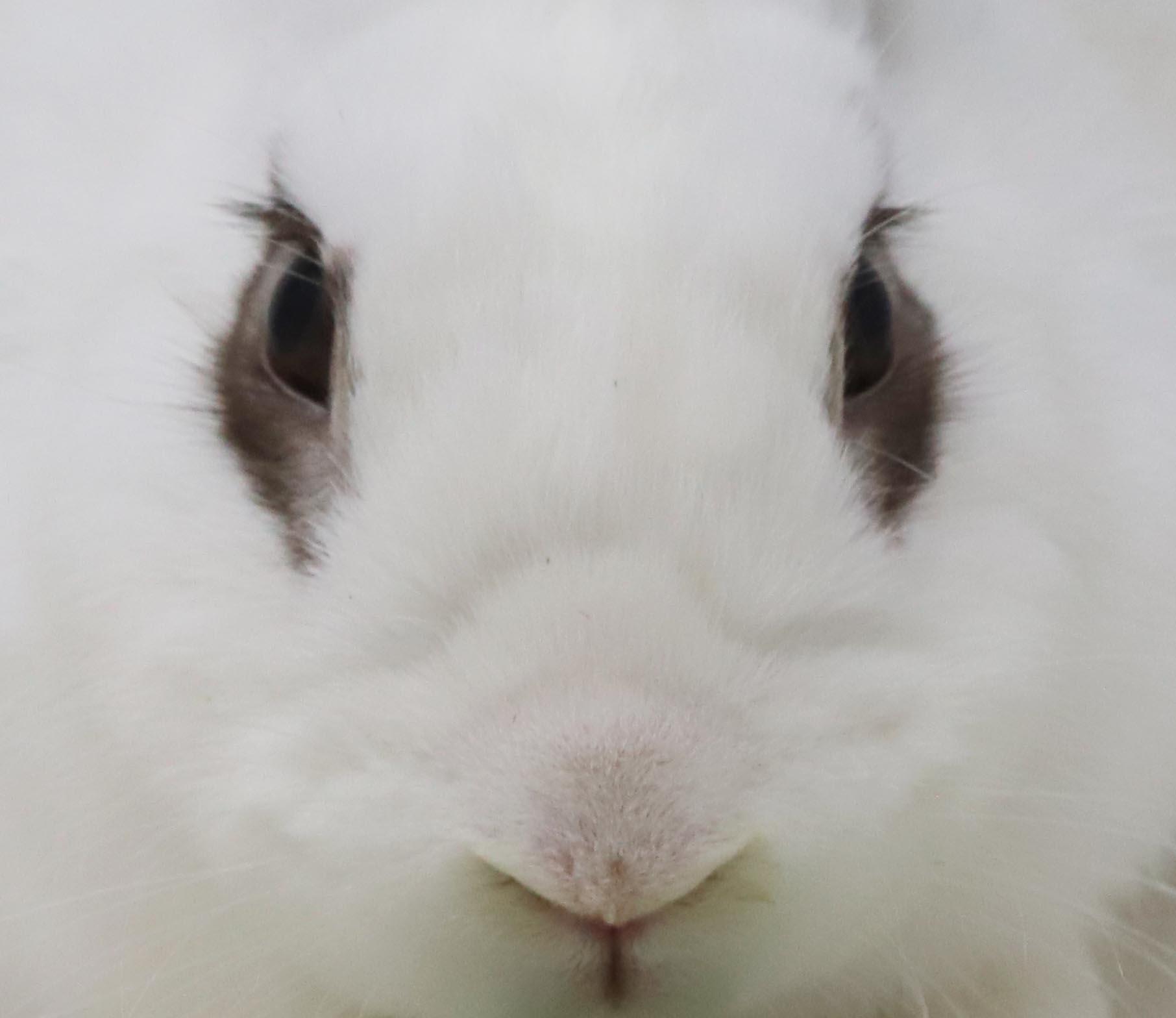 Enlarge Mocha is simply poofy magic - sweet bun, a Adoptable mixed breed in Bedford Hills, NY image 4/6