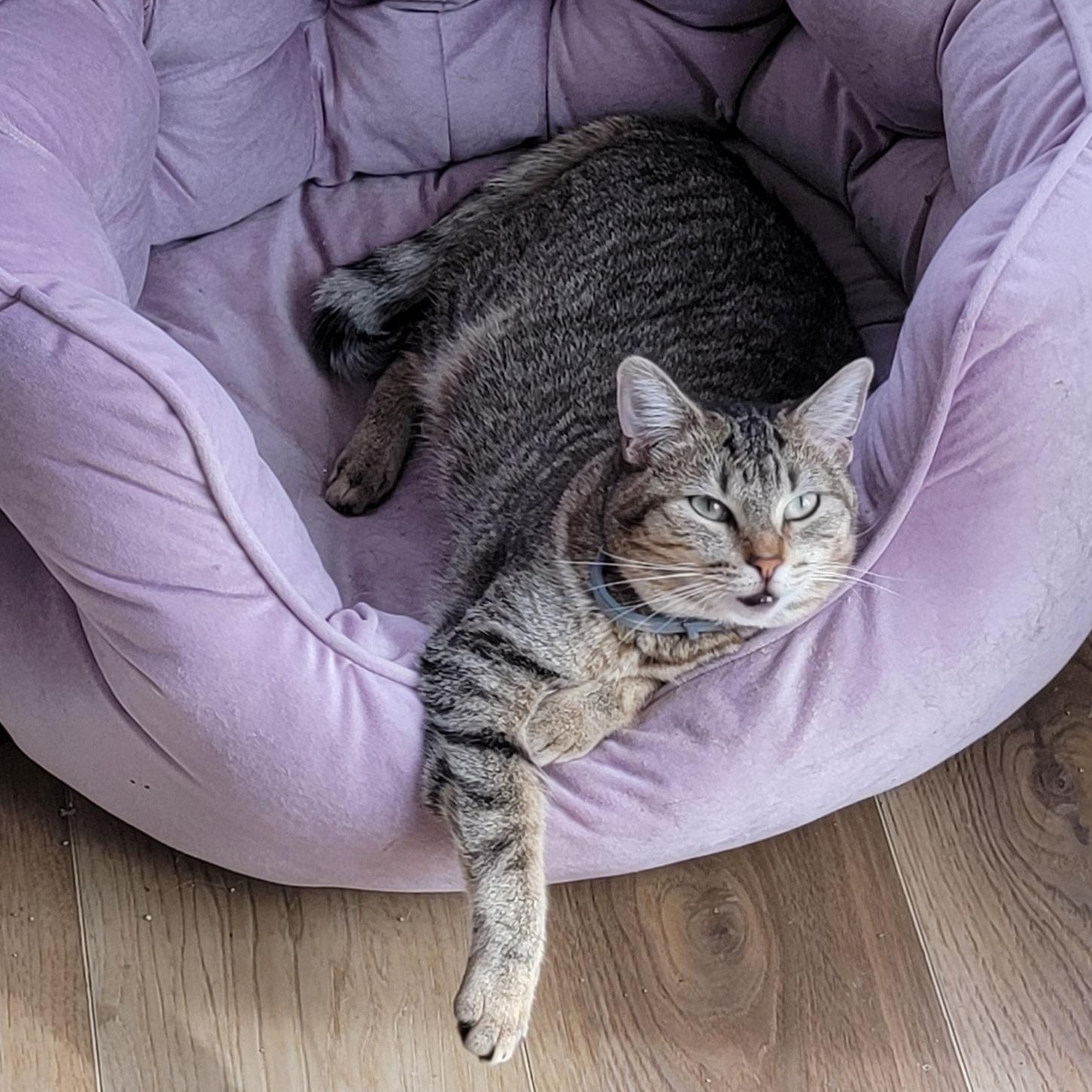 Kelly, a Adoptable Domestic Short Hair in Wyandotte, MI image 4/6