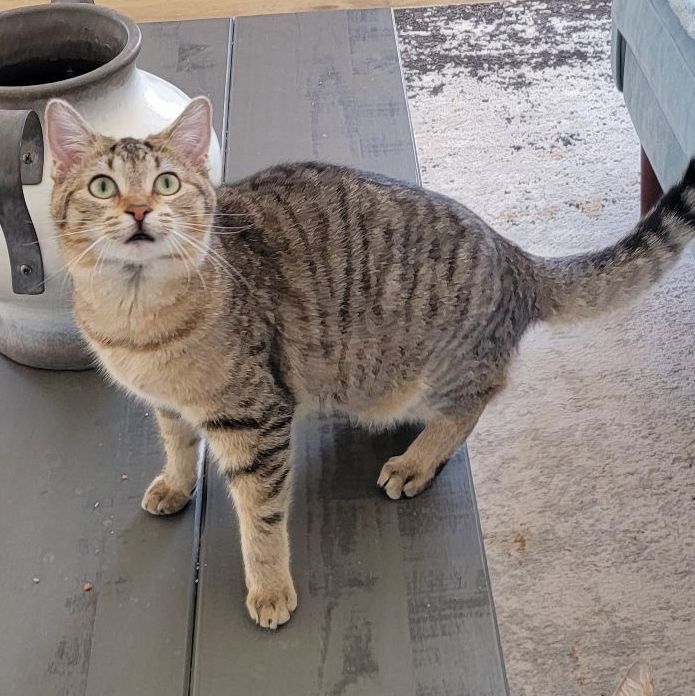 Kelly, a Adoptable Domestic Short Hair in Wyandotte, MI image 3/6