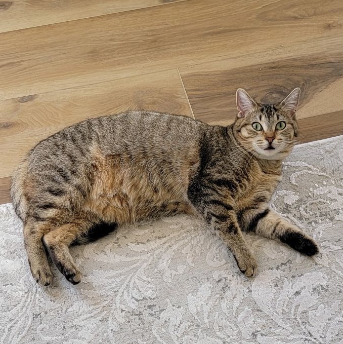 Kelly, a Adoptable Domestic Short Hair in Wyandotte, MI image 5/6