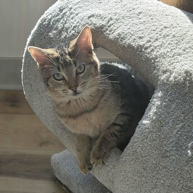 Kelly, a Adoptable Domestic Short Hair in Wyandotte, MI image 6/6