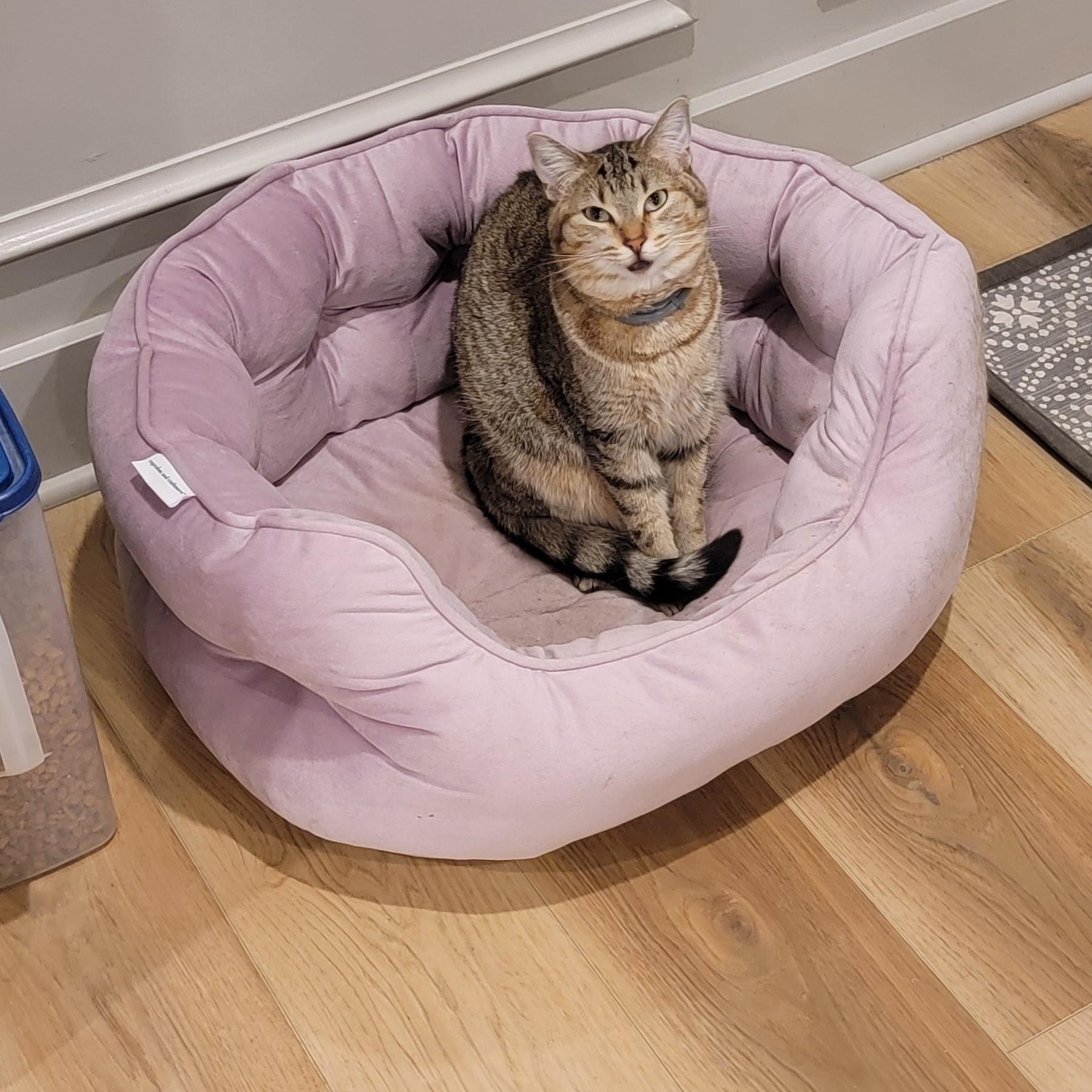 Kelly, a Adoptable Domestic Short Hair in Wyandotte, MI image 1/6