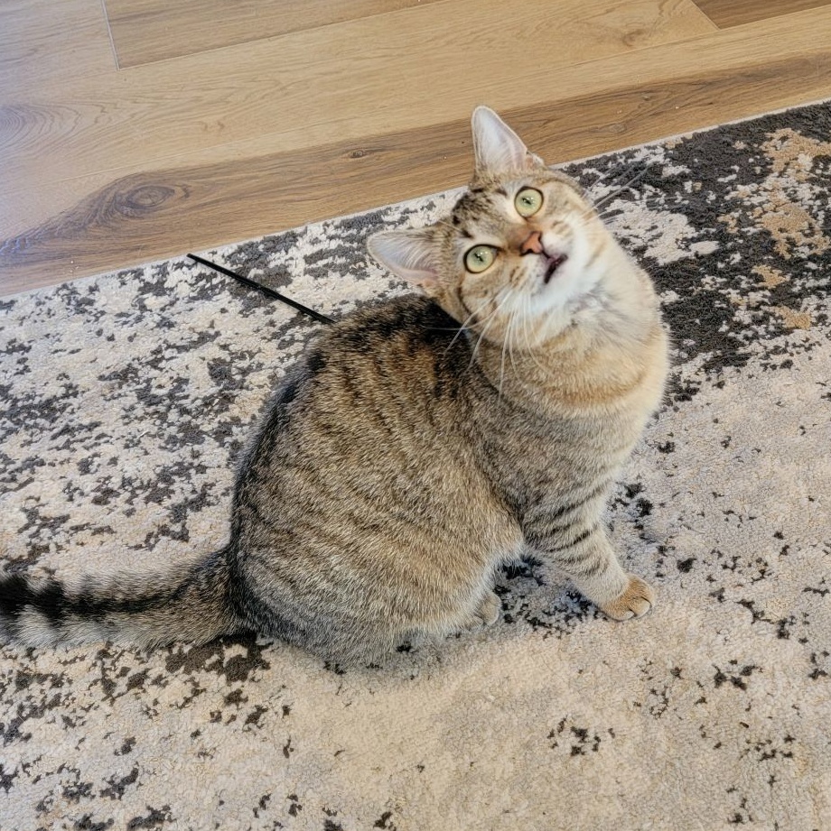 Kelly, a Adoptable Domestic Short Hair in Wyandotte, MI image 2/6