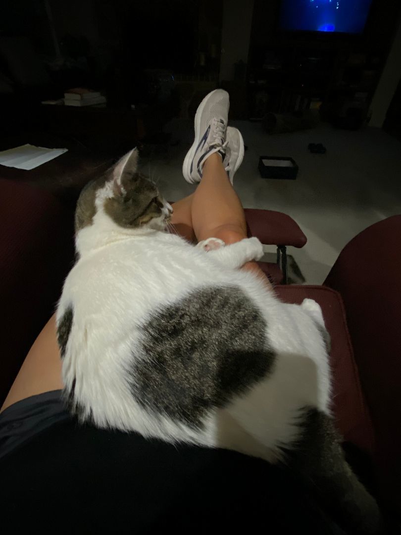 GiGi, a Adoptable Domestic Short Hair in Fort Worth, TX image 1/5