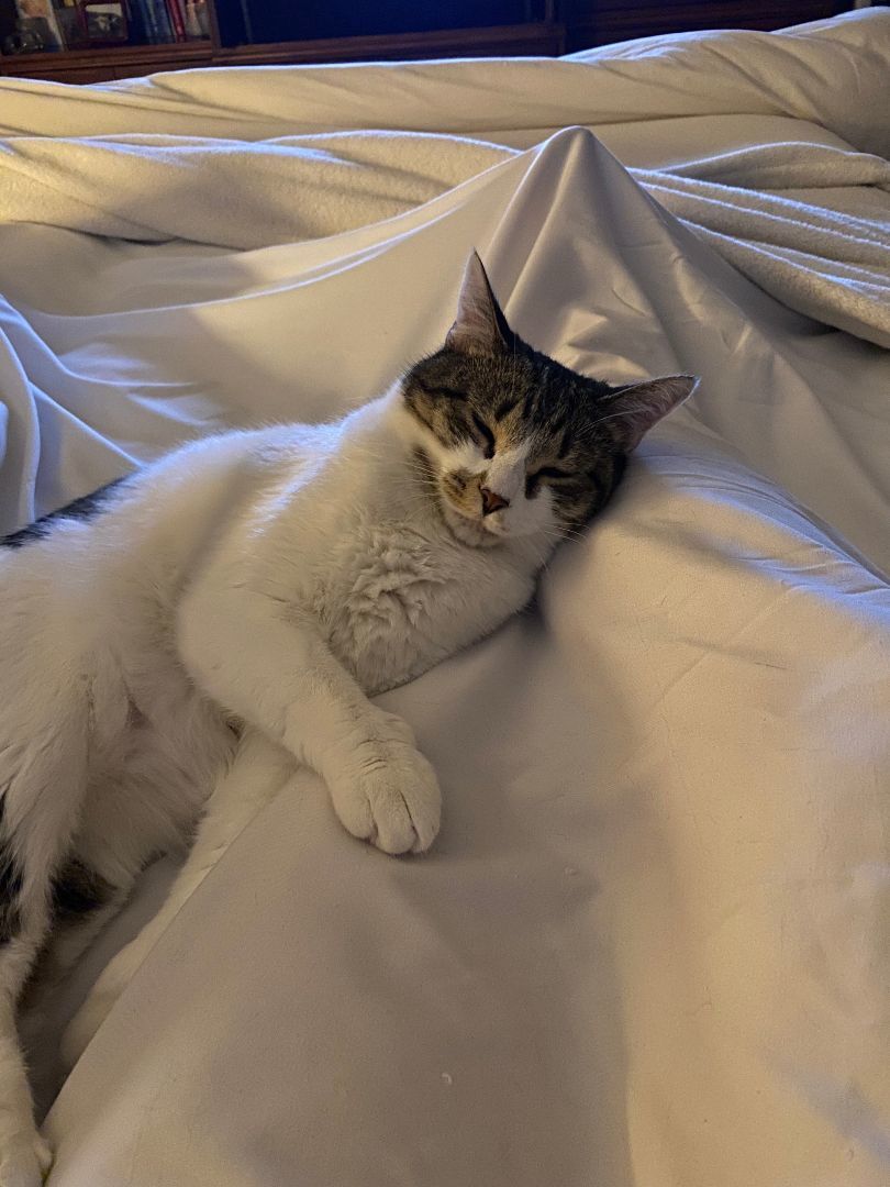 GiGi, a Adoptable Domestic Short Hair in Fort Worth, TX image 2/5