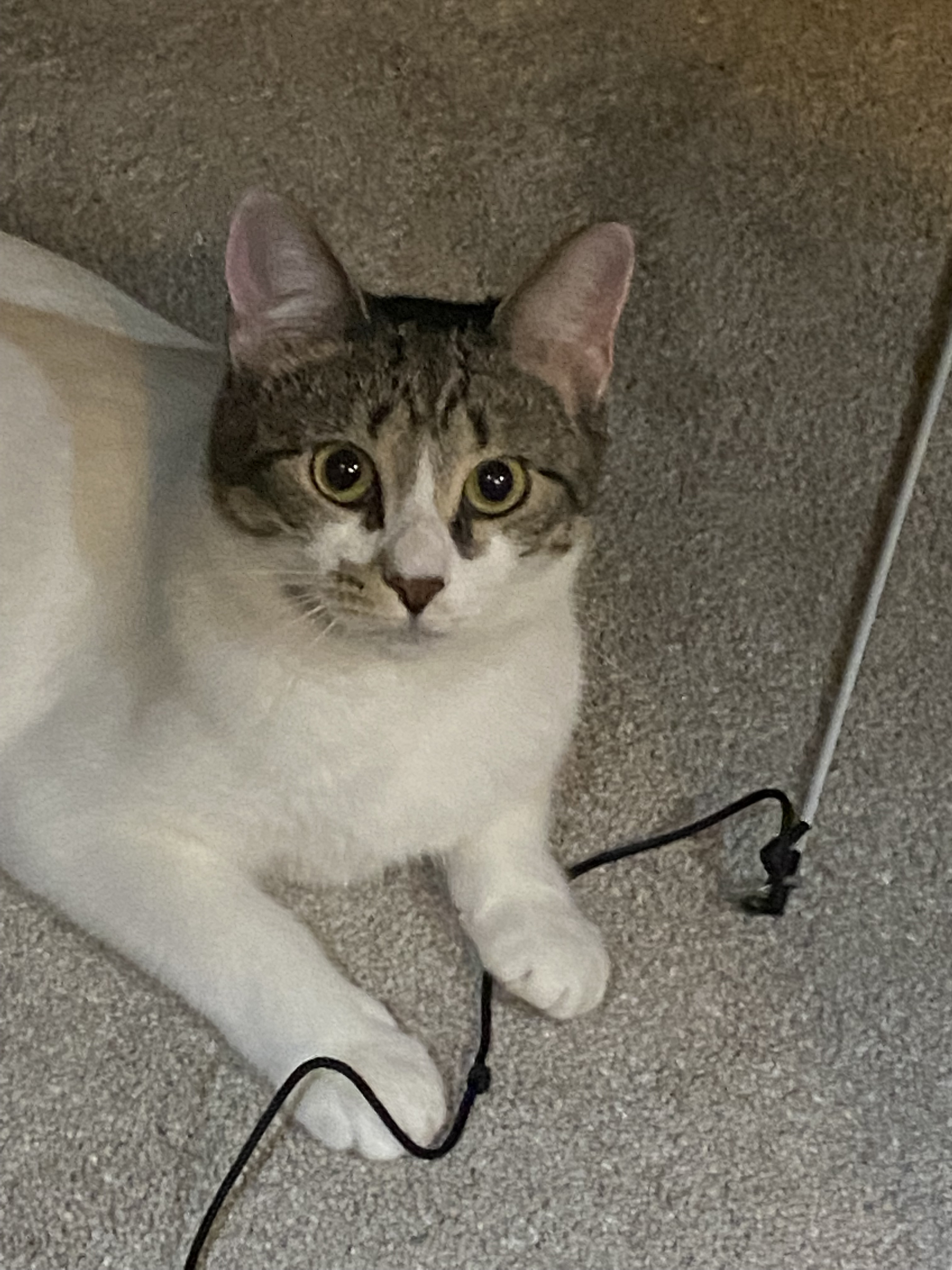 GiGi, a Adoptable Domestic Short Hair in Fort Worth, TX image 3/5