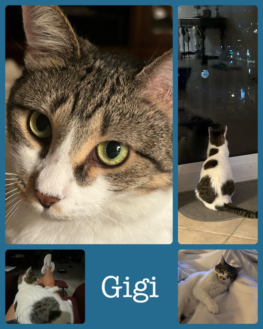 GiGi, a Adoptable Domestic Short Hair in Fort Worth, TX image 5/5