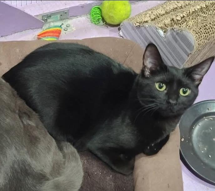 Enlarge Daffodil, a Adoptable mixed breed in Vancouver, WA image 1/1