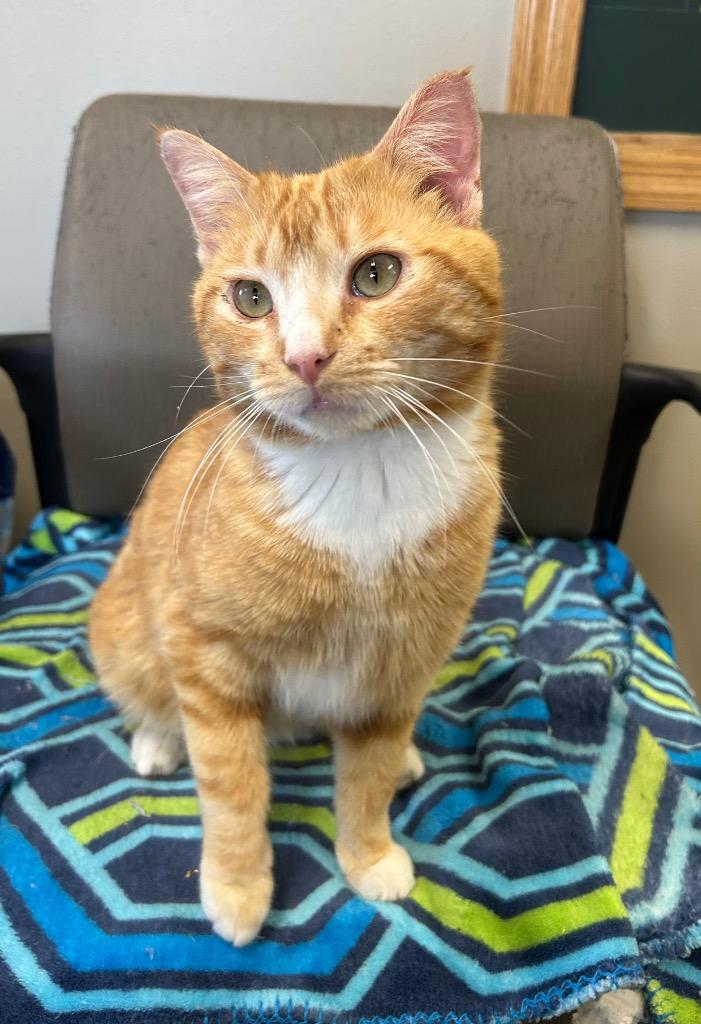 Johnny, Adoptable, Young Male Domestic Short Hair.
