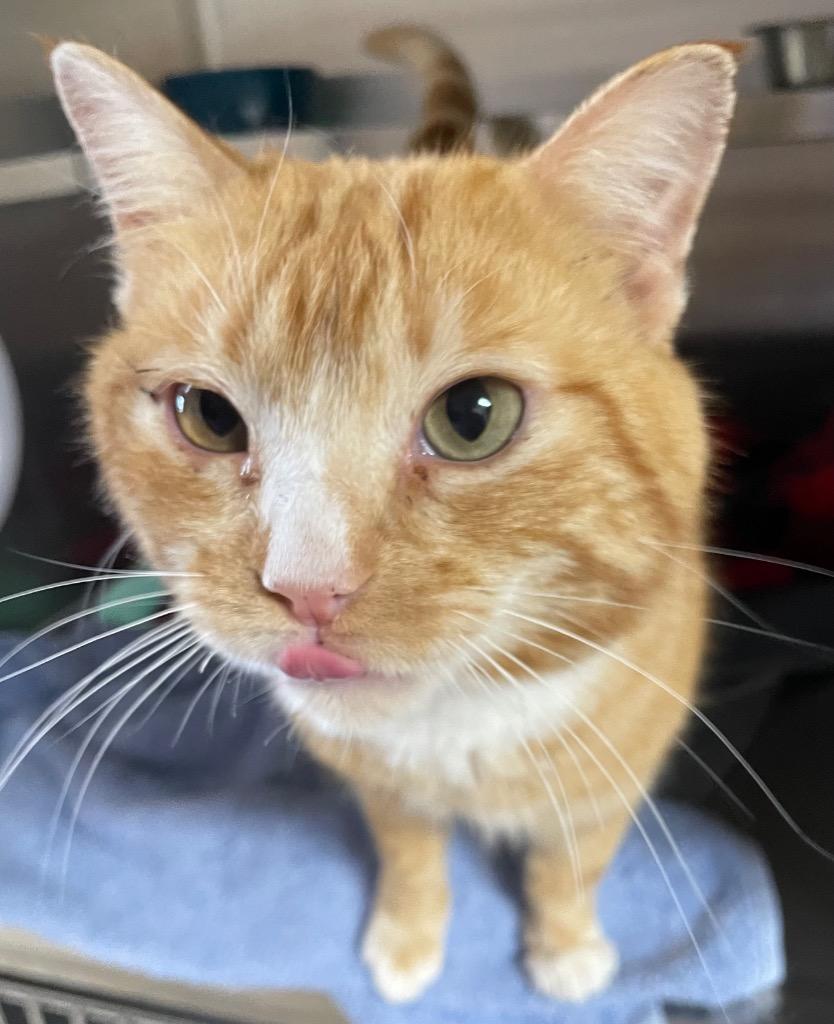 Johnny, a Adoptable mixed breed in Spooner, WI image 2/2