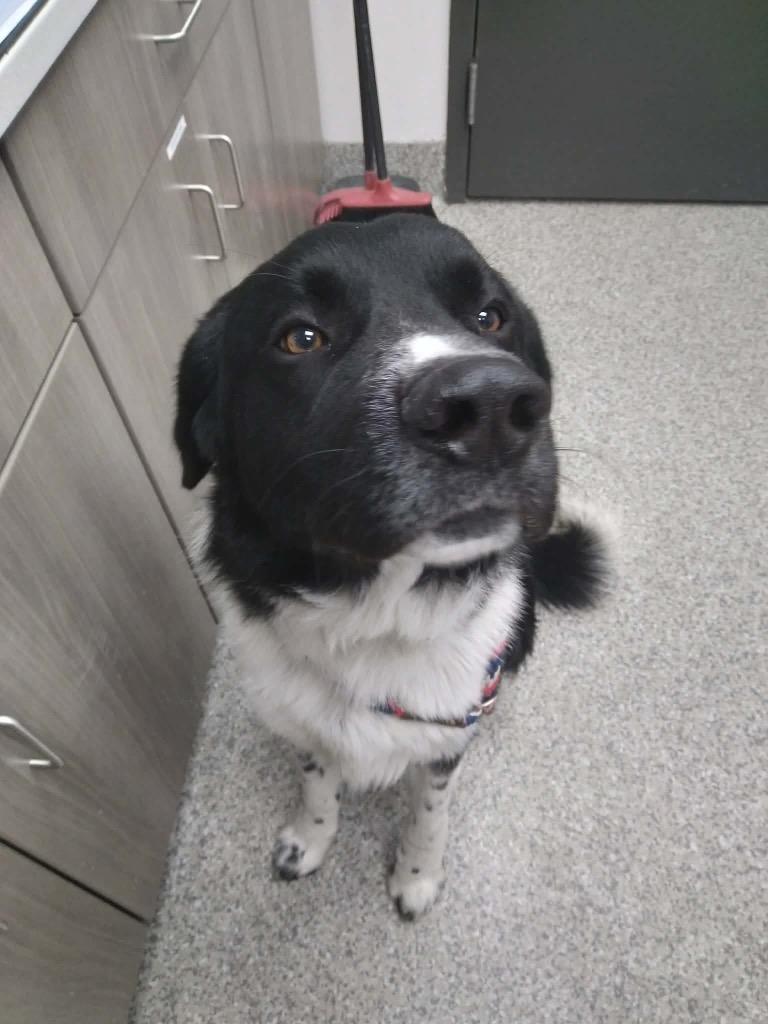 Baron, Adoptable, Young Male Great Pyrenees & Border Collie.