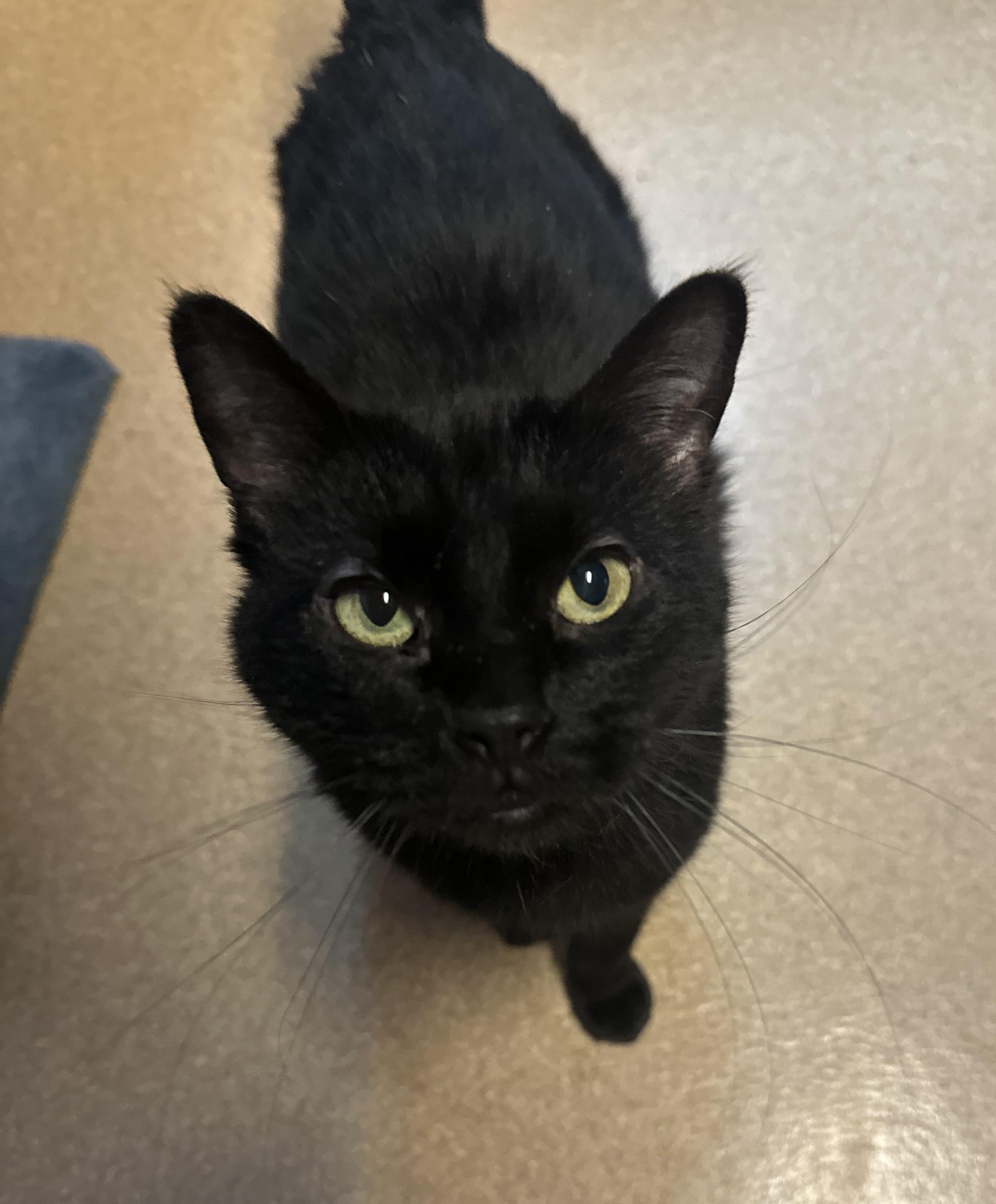 Mildred, an adoptable Domestic Short Hair in Brookings, SD, 57006 | Photo Image 1