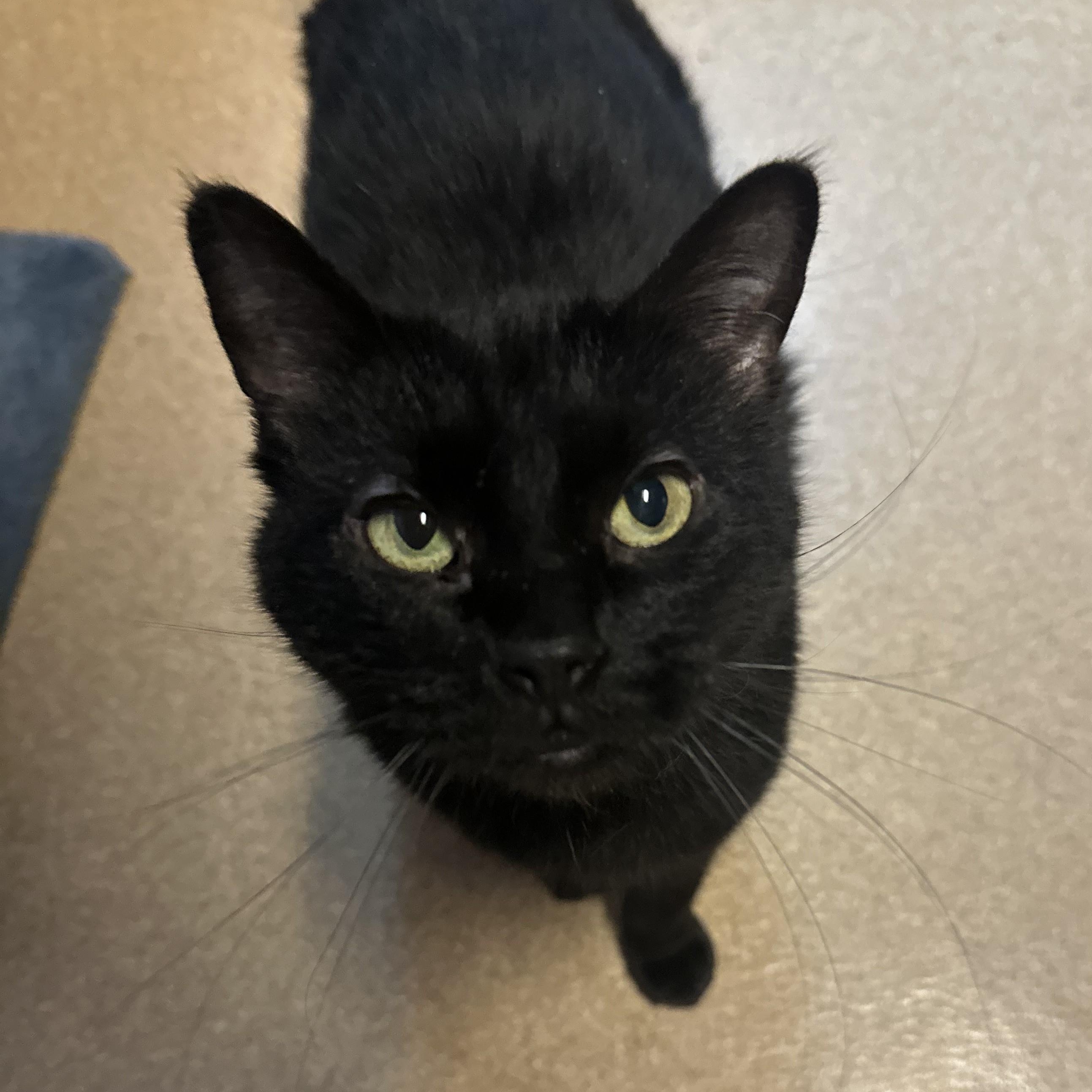 Mildred, Adoptable, Adult Female Domestic Short Hair.