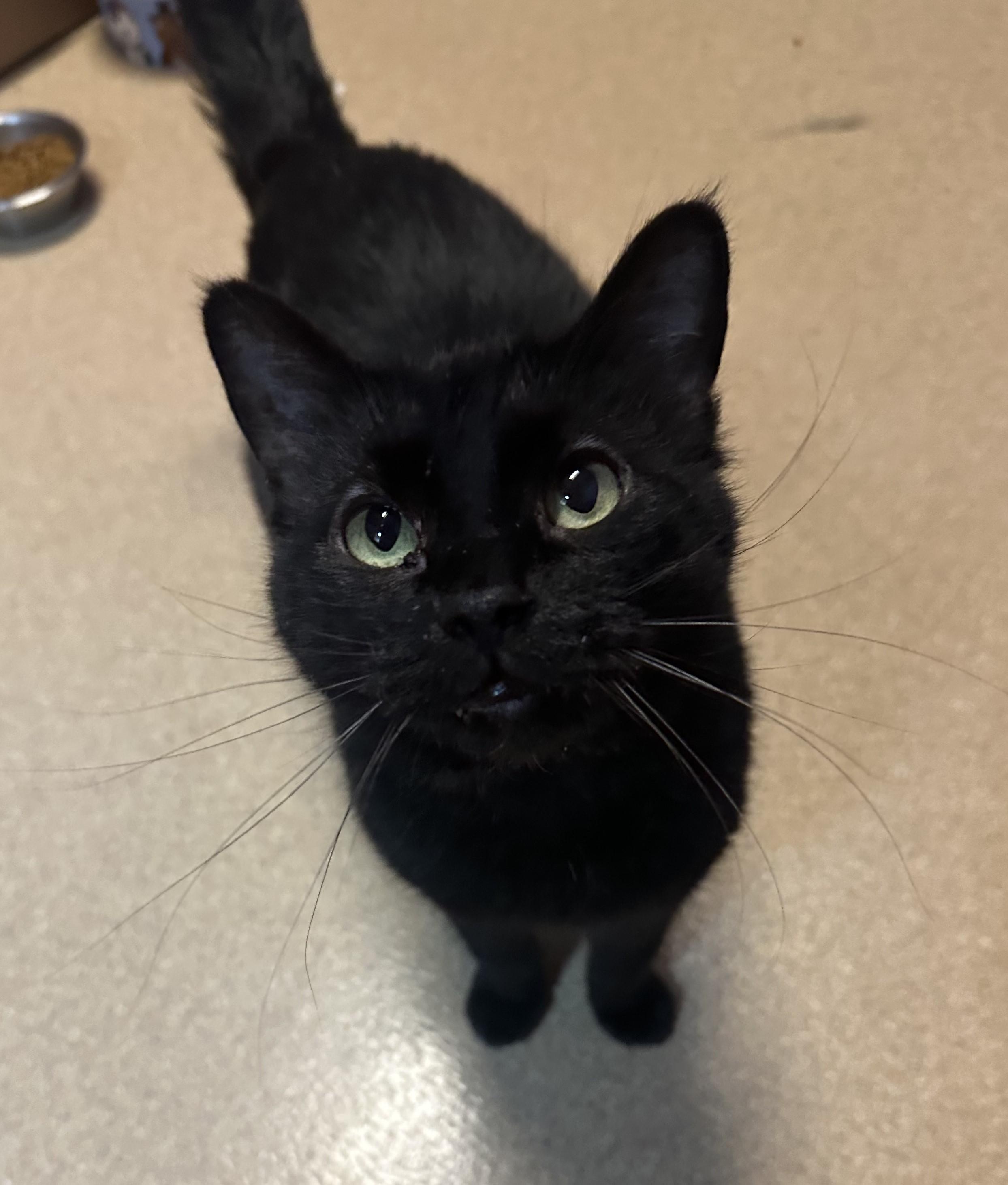 Mildred, an adoptable Domestic Short Hair in Brookings, SD, 57006 | Photo Image 3