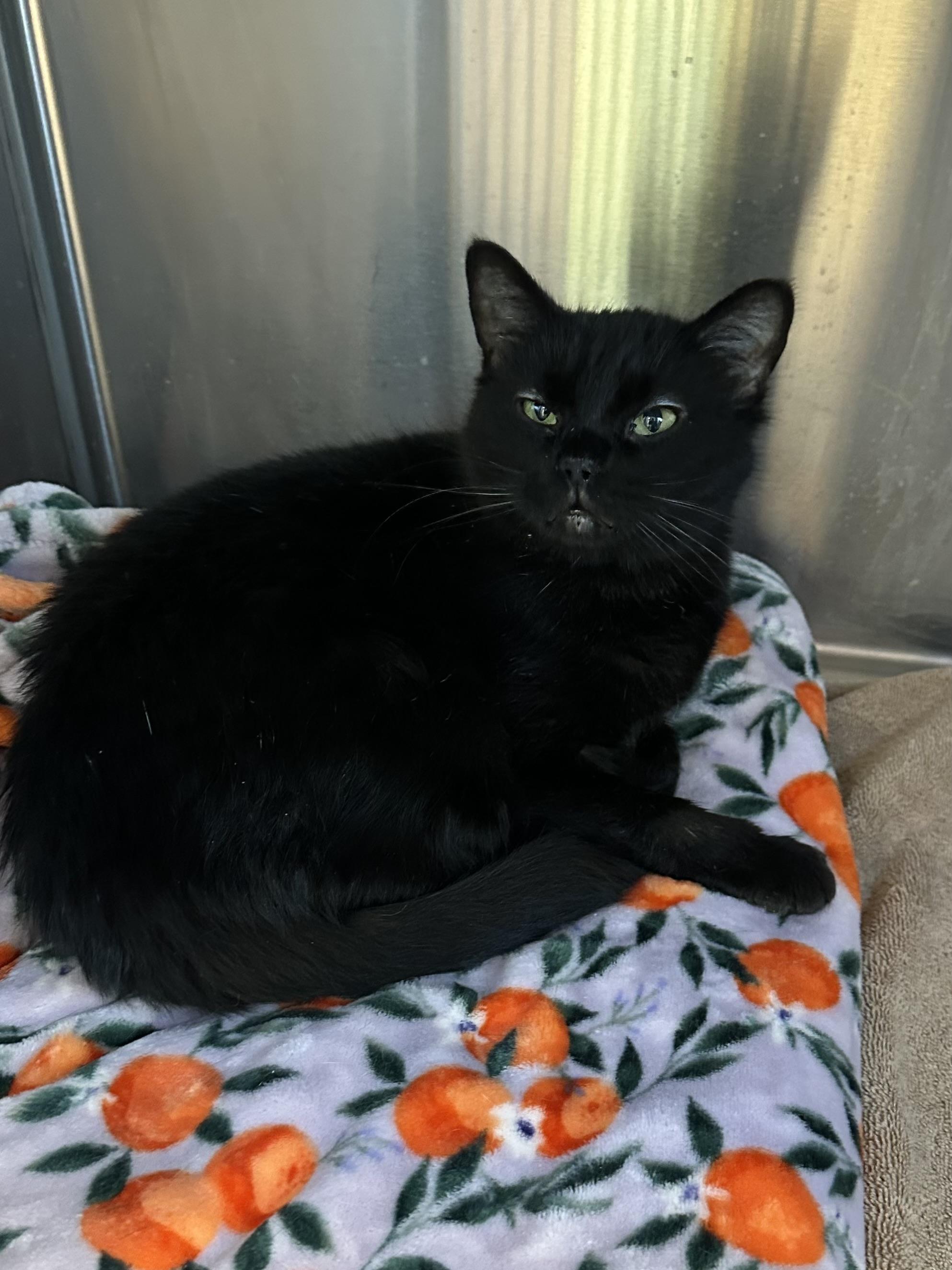 Mildred, an adoptable Domestic Short Hair in Brookings, SD, 57006 | Photo Image 2