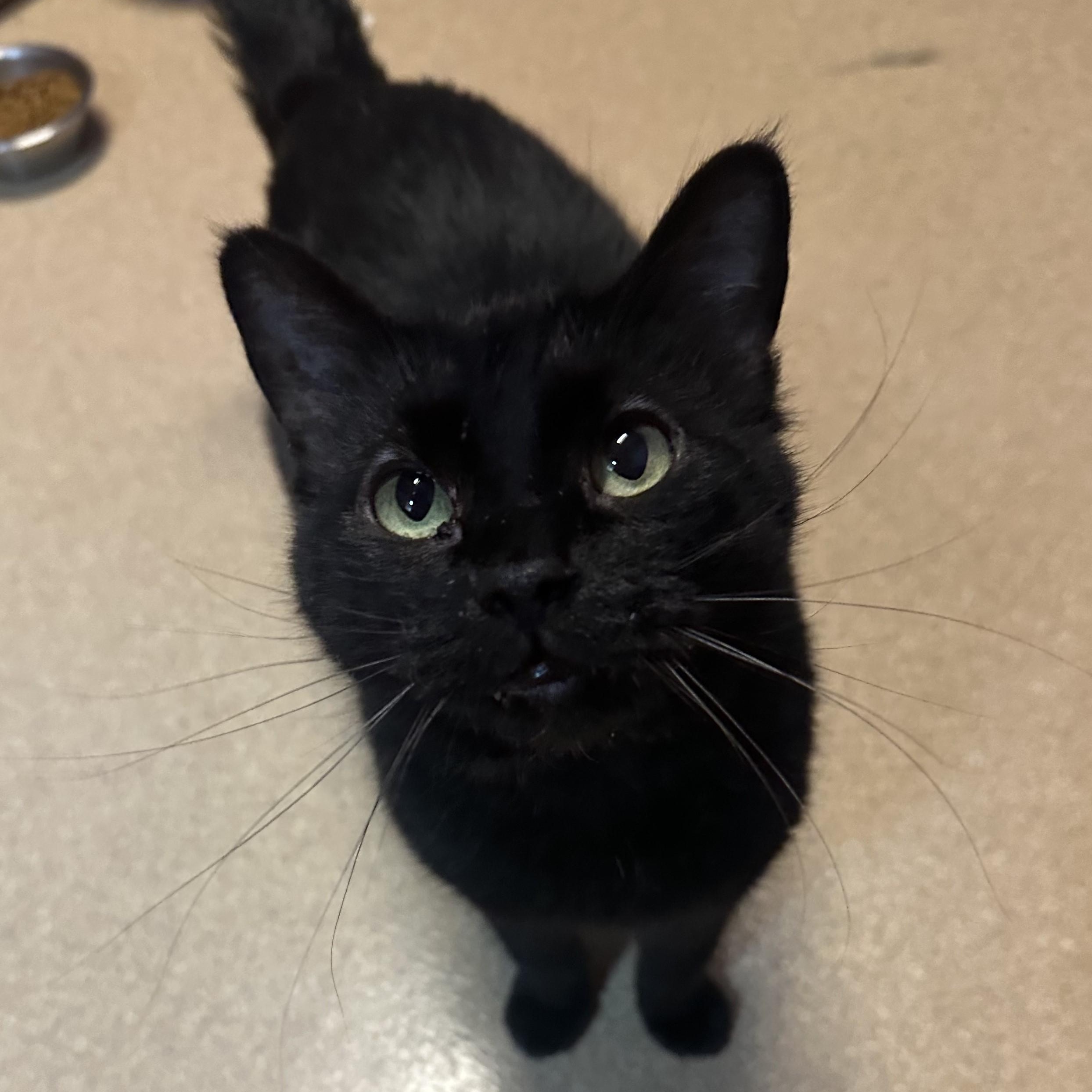 Mildred, a Adoptable Domestic Short Hair in Brookings, SD image 2/2