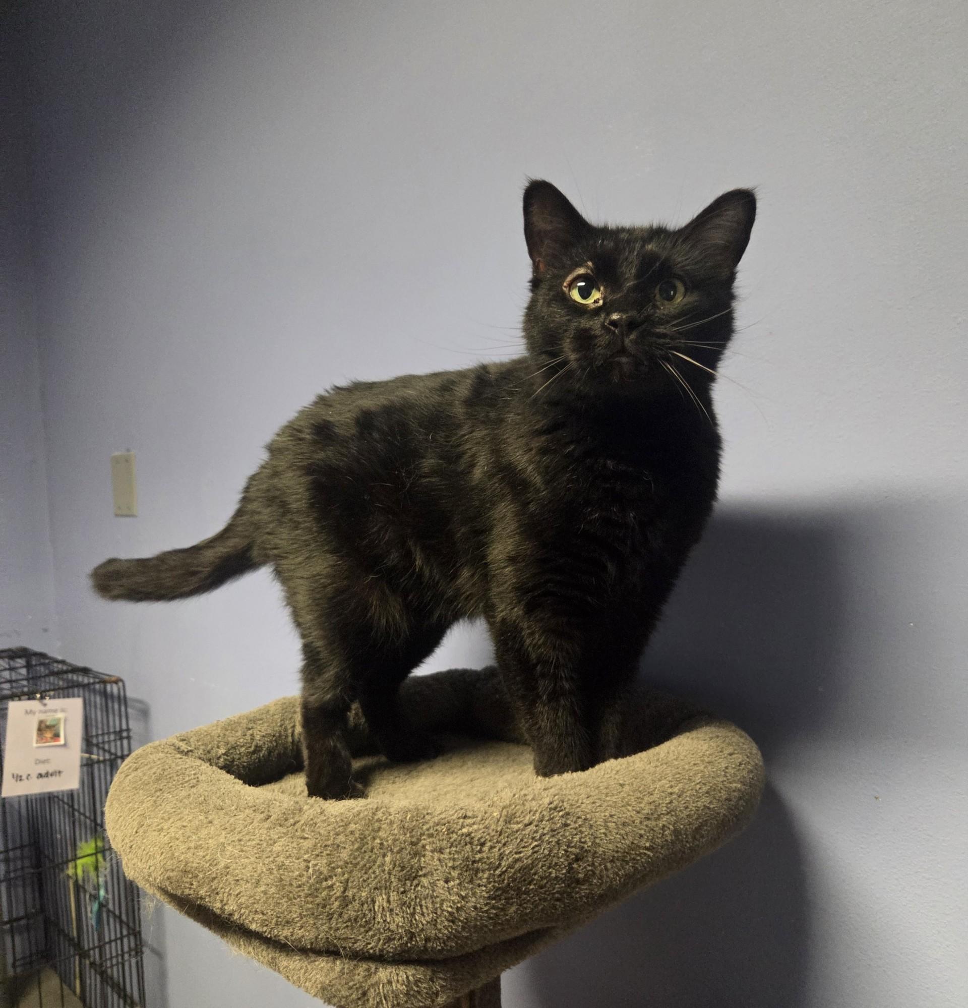 Mildred, an adoptable Domestic Short Hair in Brookings, SD, 57006 | Photo Image 1