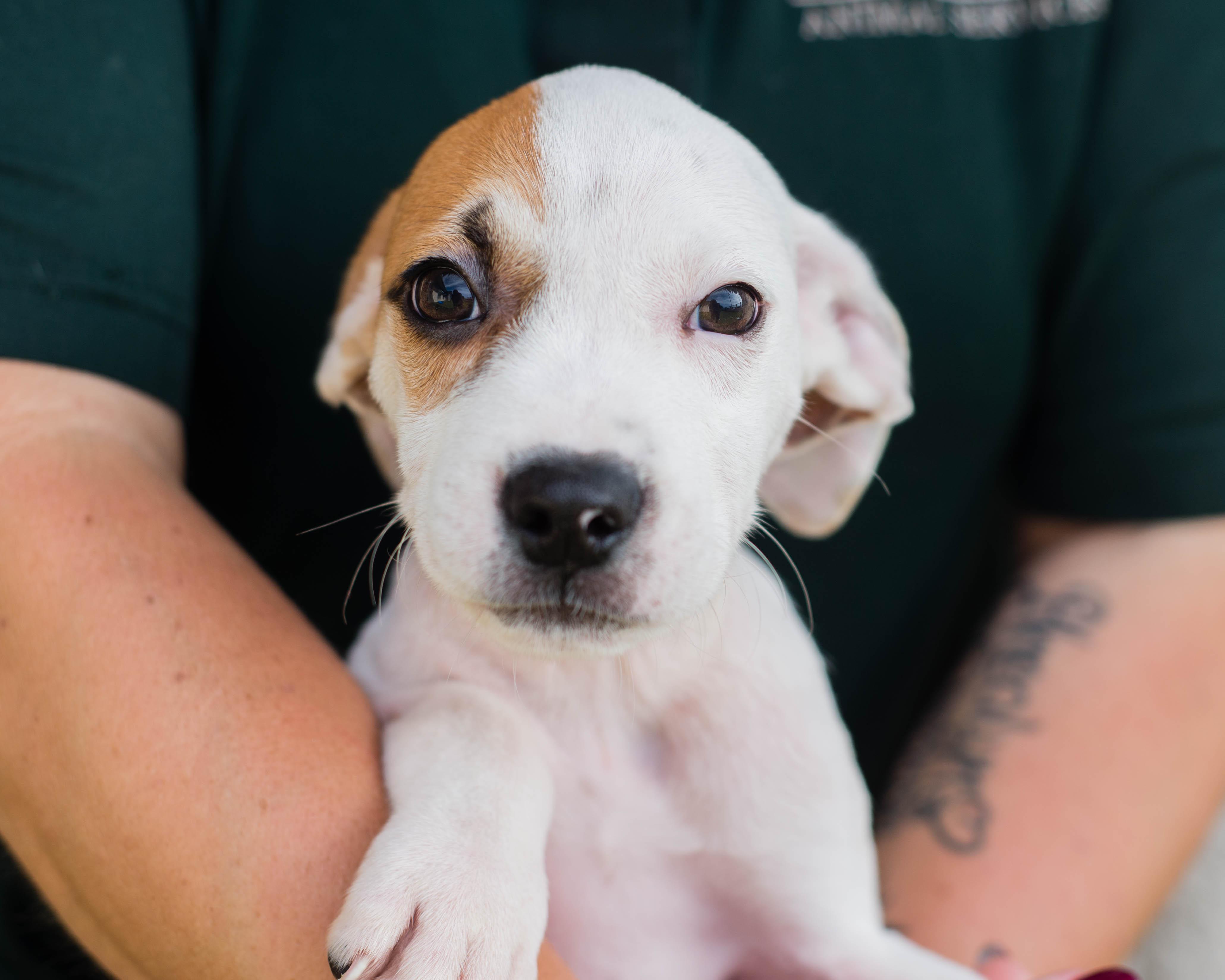 Enlarge Splat, a Adoptable mixed breed in Mont Belvieu, TX image 1/1