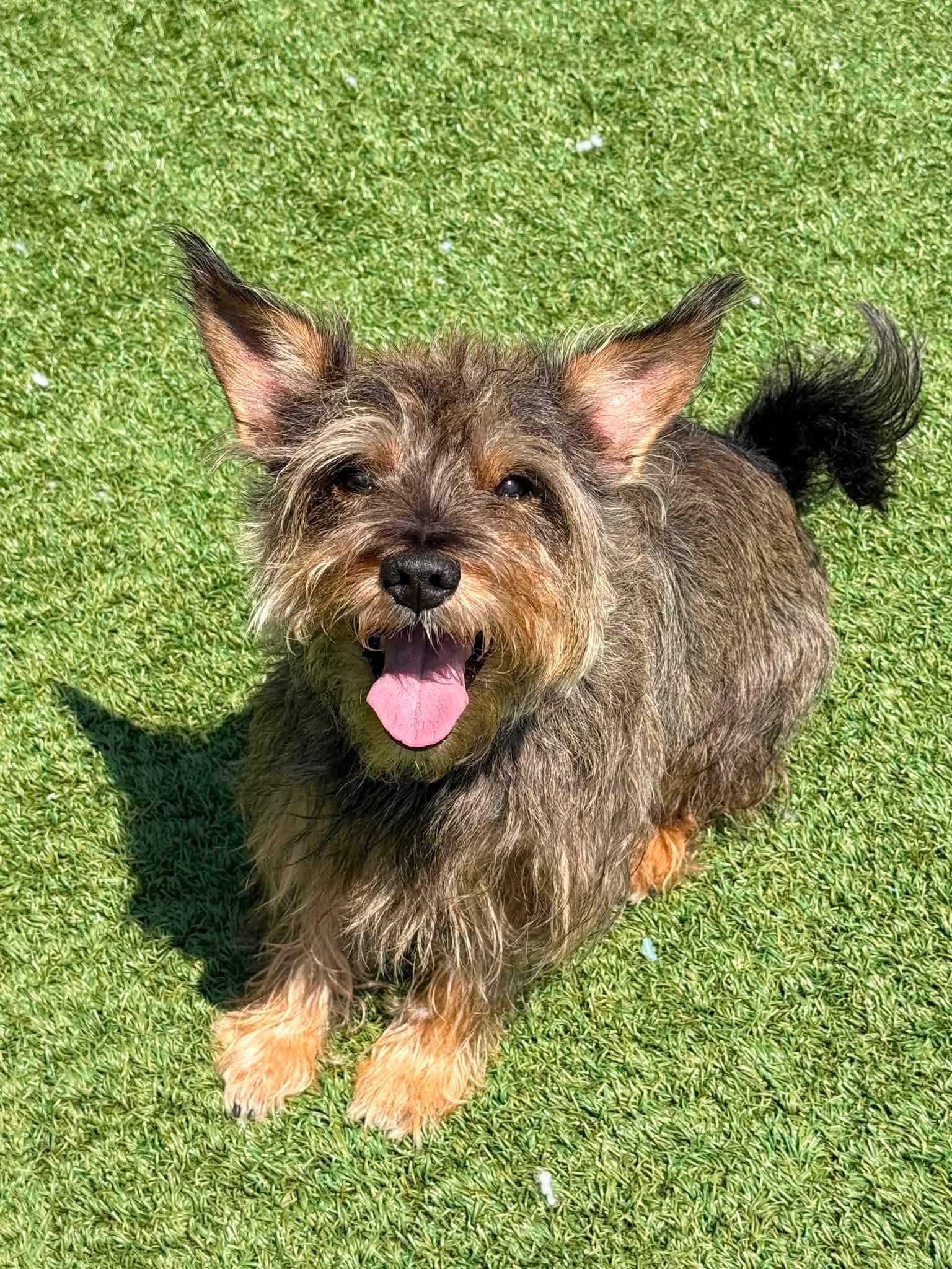 Enlarge Toto, an adoptable mixed breed in Long Beach, NY image 2/3