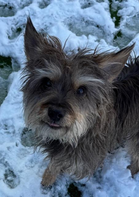 Toto, a Adoptable mixed breed in Long Beach, NY image 2/2