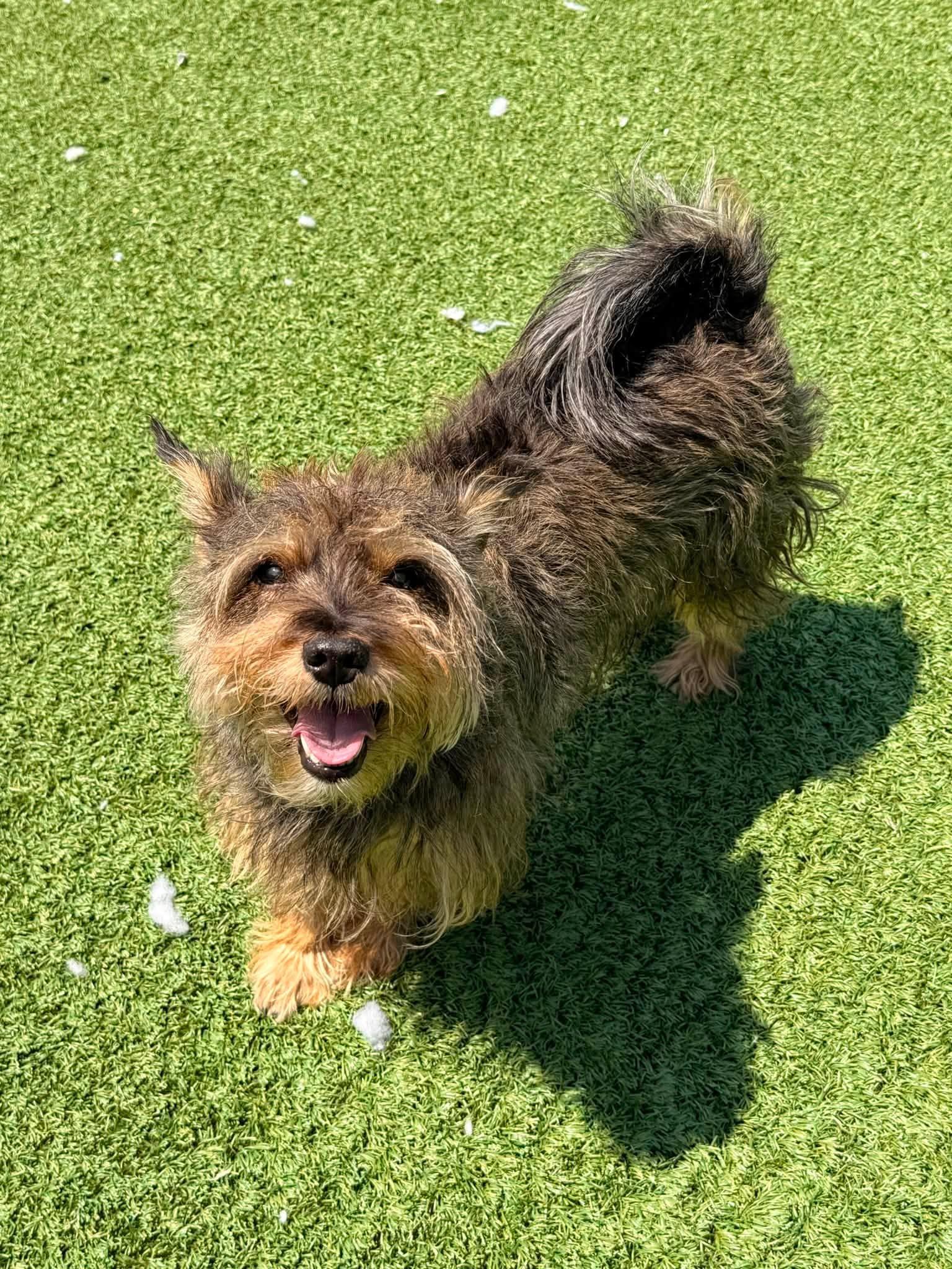 Enlarge Toto, an adoptable mixed breed in Long Beach, NY image 3/3