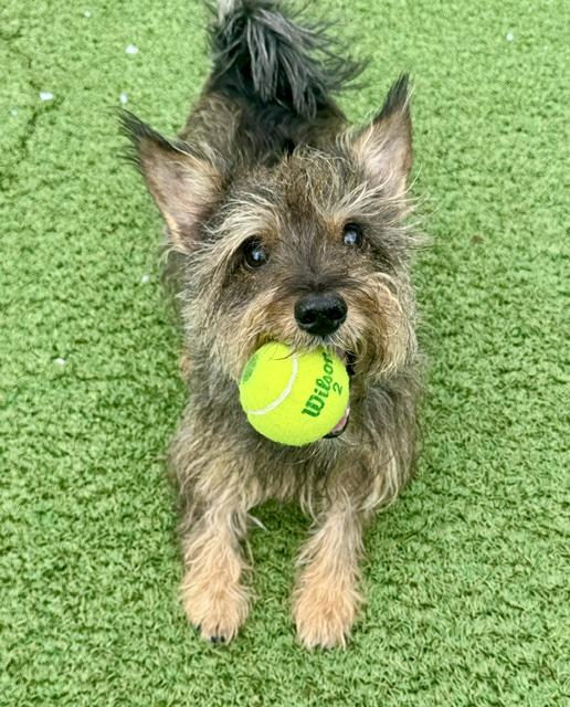 Enlarge Toto, an adoptable mixed breed in Long Beach, NY image 1/3