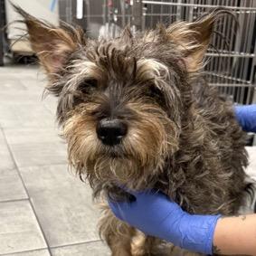 Enlarge Toto, a Adoptable Yorkshire Terrier in Long Beach, NY image 1/1