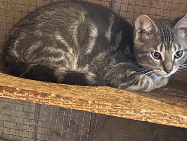GORDY, Adoptable, Young Male Bengal & Tabby.