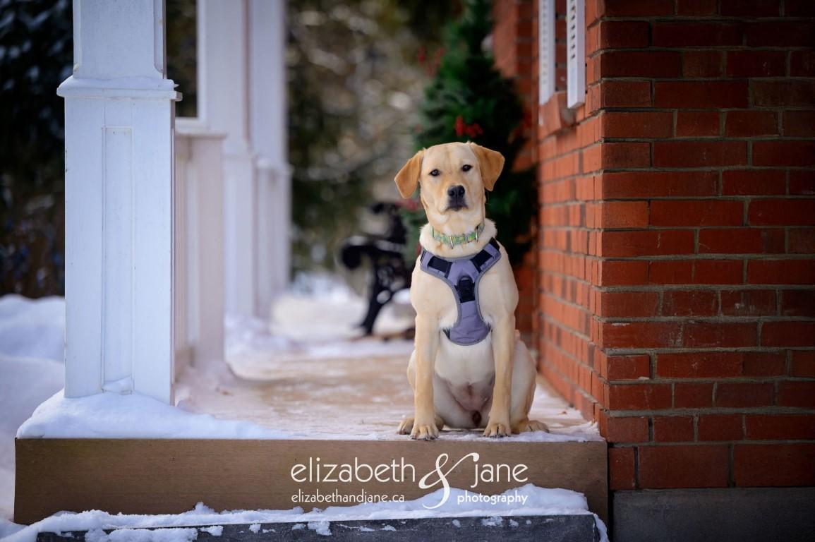 Enlarge BHRR's Story, a Adopted Yellow Labrador Retriever in Oxford Mills, ON image 3/6