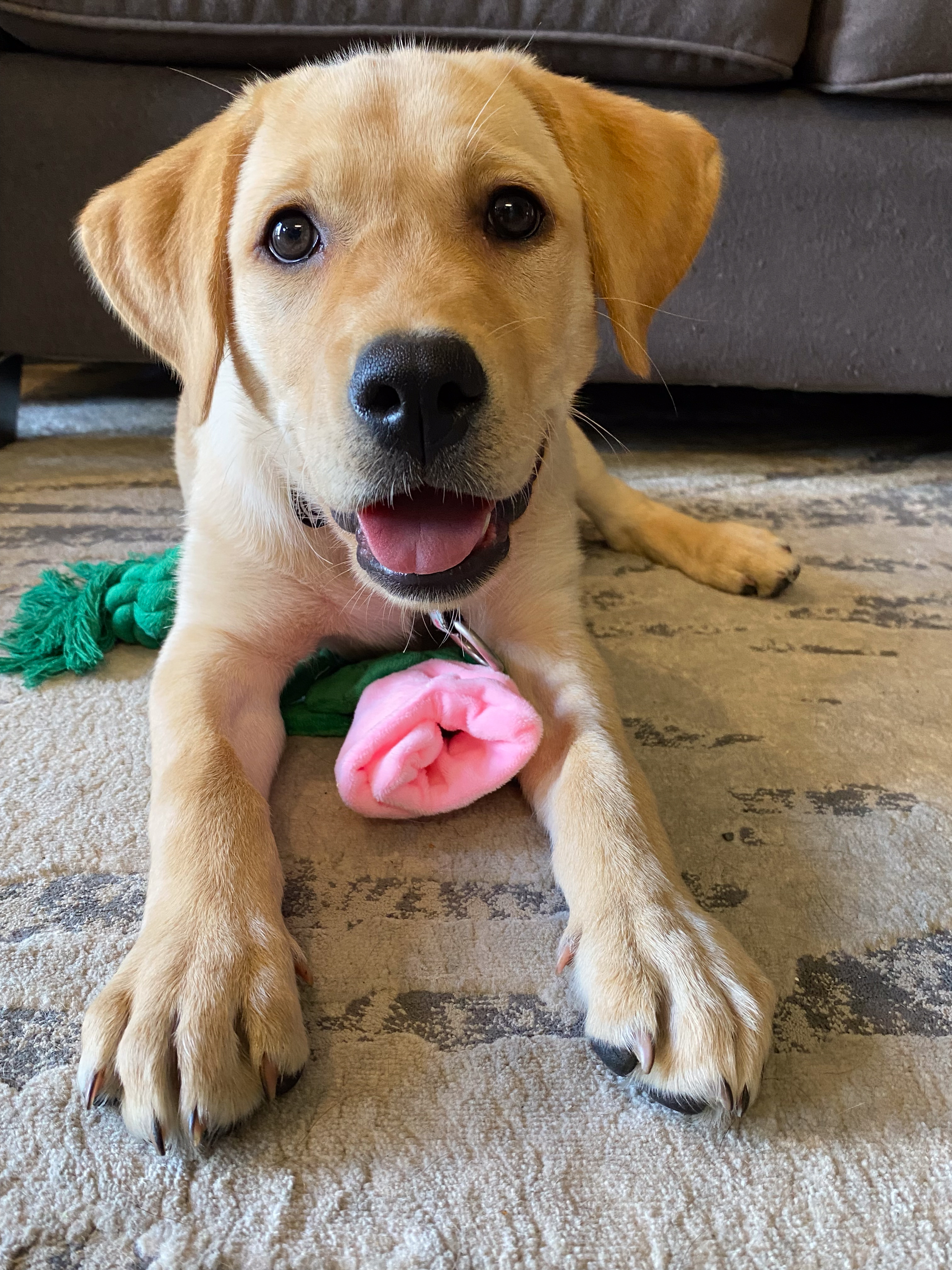 Enlarge BHRR's Story, a Adopted Yellow Labrador Retriever in Oxford Mills, ON image 4/6