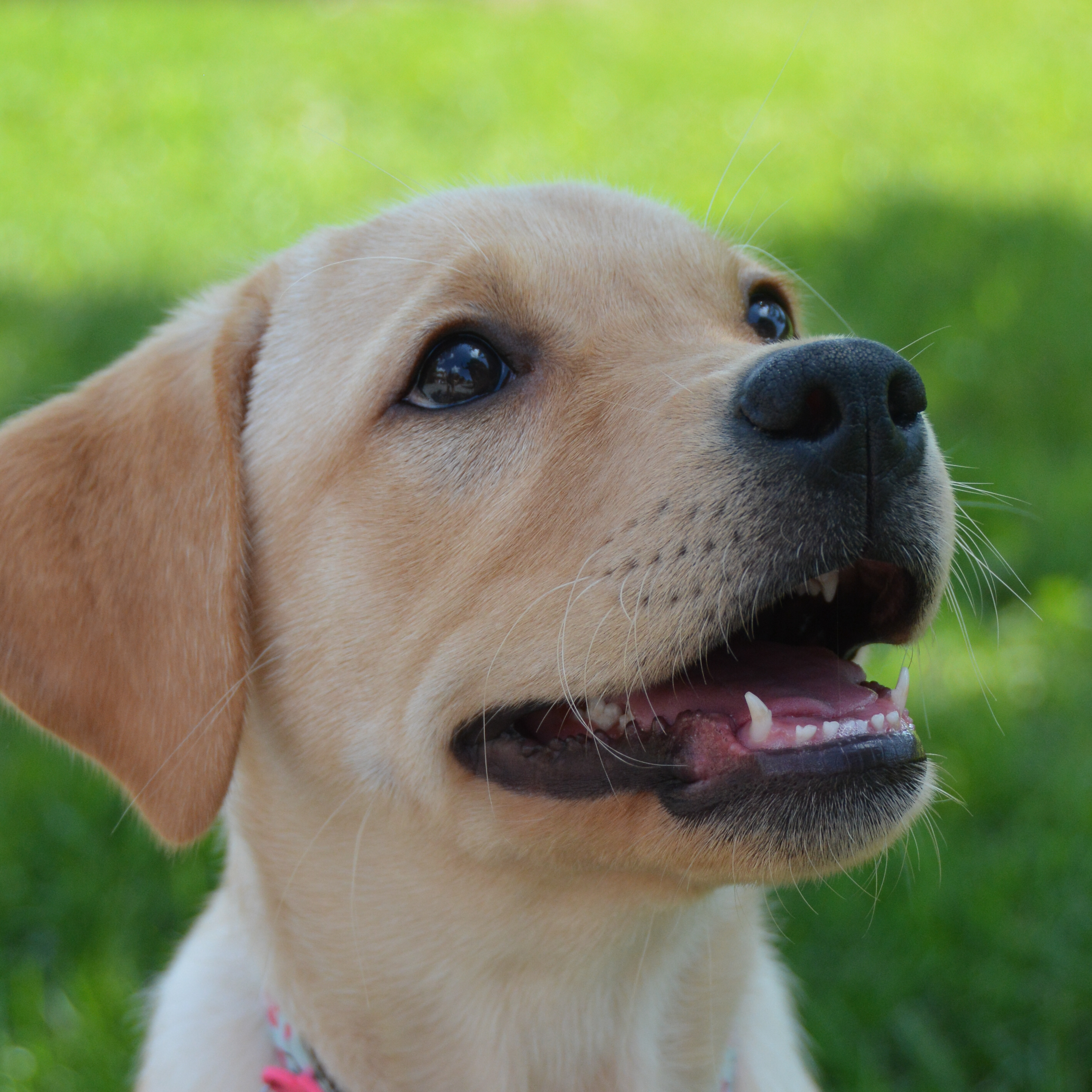 BHRR's Story, Adopted, Young Female Yellow Labrador Retriever.
