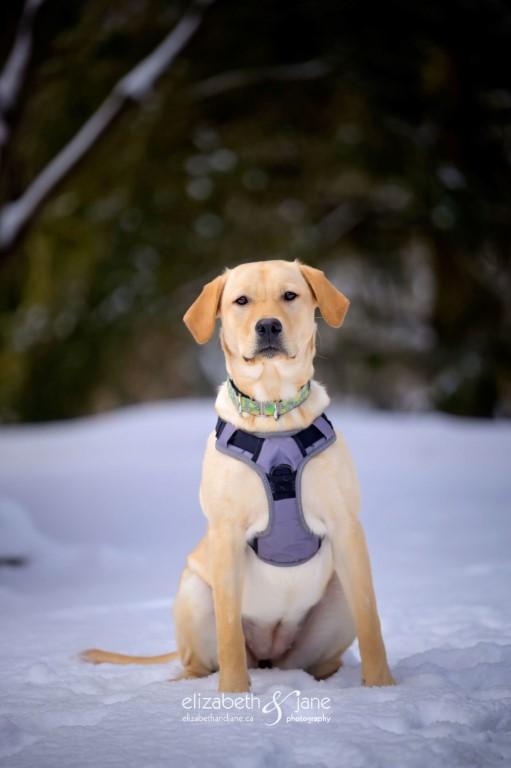 Enlarge BHRR's Story, a Adopted Yellow Labrador Retriever in Oxford Mills, ON image 1/6
