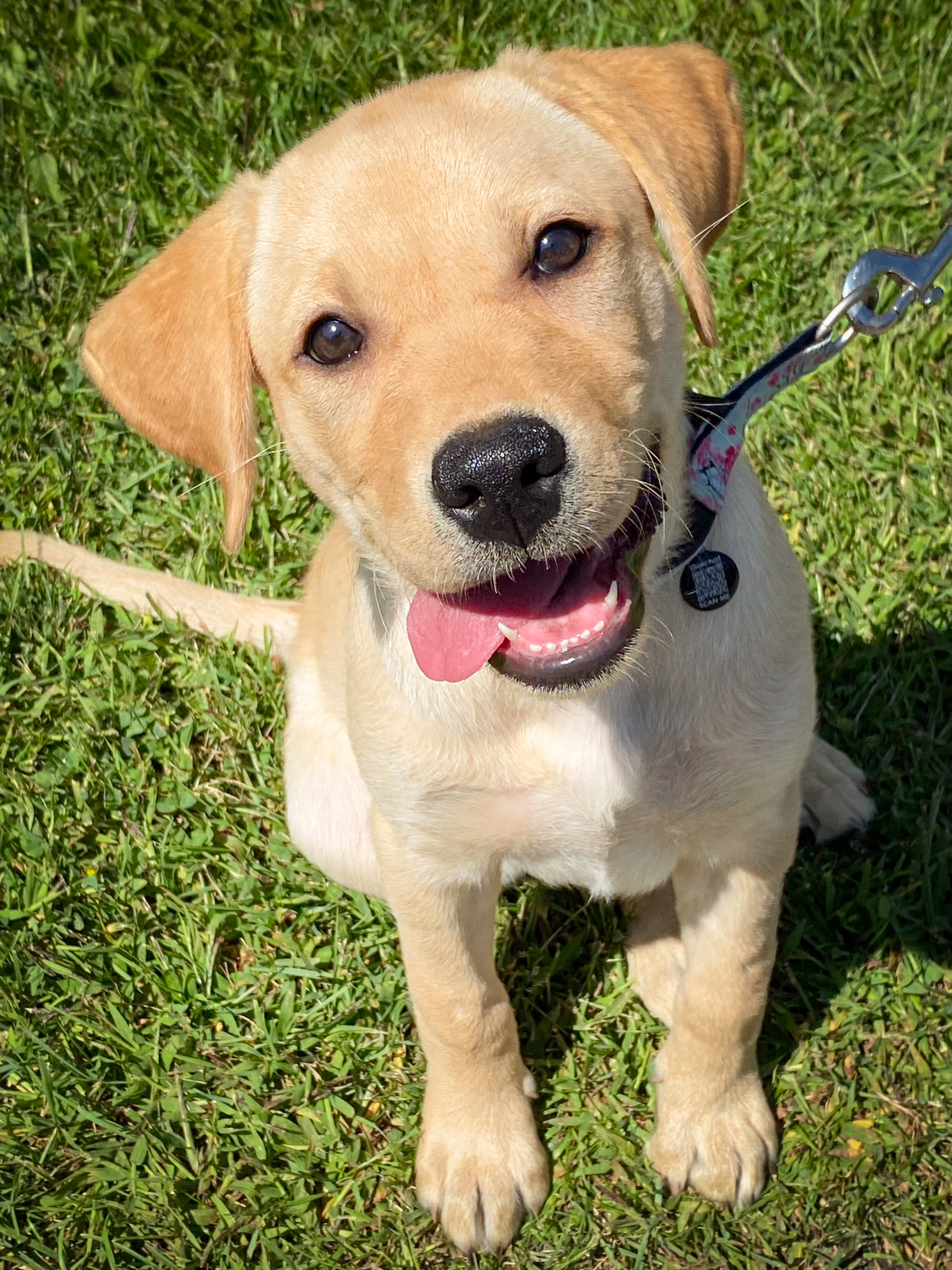 Enlarge BHRR's Story, a Adopted Yellow Labrador Retriever in Oxford Mills, ON image 6/6