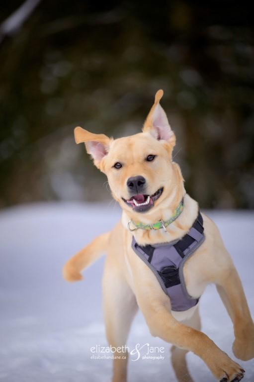 Enlarge BHRR's Story, a Adopted Yellow Labrador Retriever in Oxford Mills, ON image 2/6