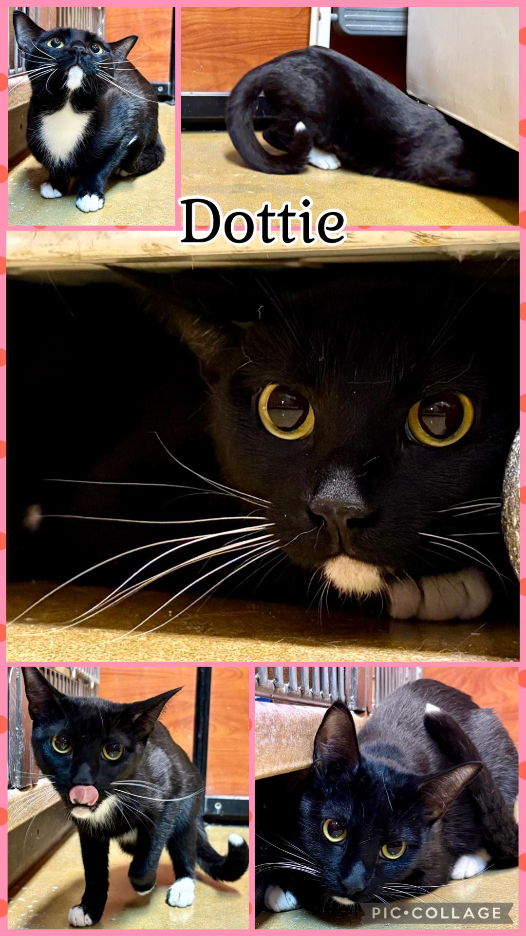 DOTTIE, ADOPTABLE, Young Female Tuxedo.