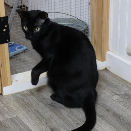 Enlarge Milo, a Adoptable Domestic Short Hair in Delta, AL image 1/5