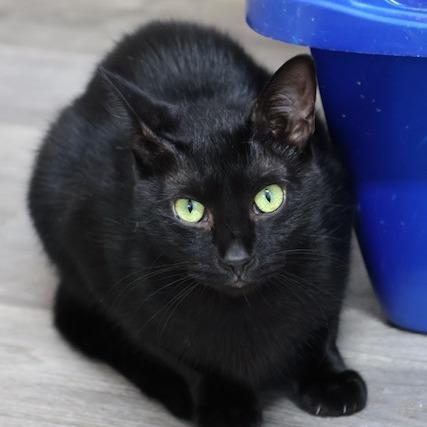 Enlarge Milo, a Adoptable Domestic Short Hair in Delta, AL image 2/5