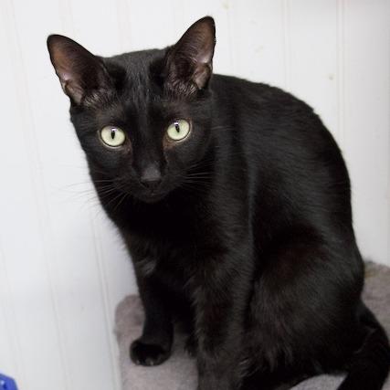 Enlarge Milo, a Adoptable Domestic Short Hair in Delta, AL image 4/5